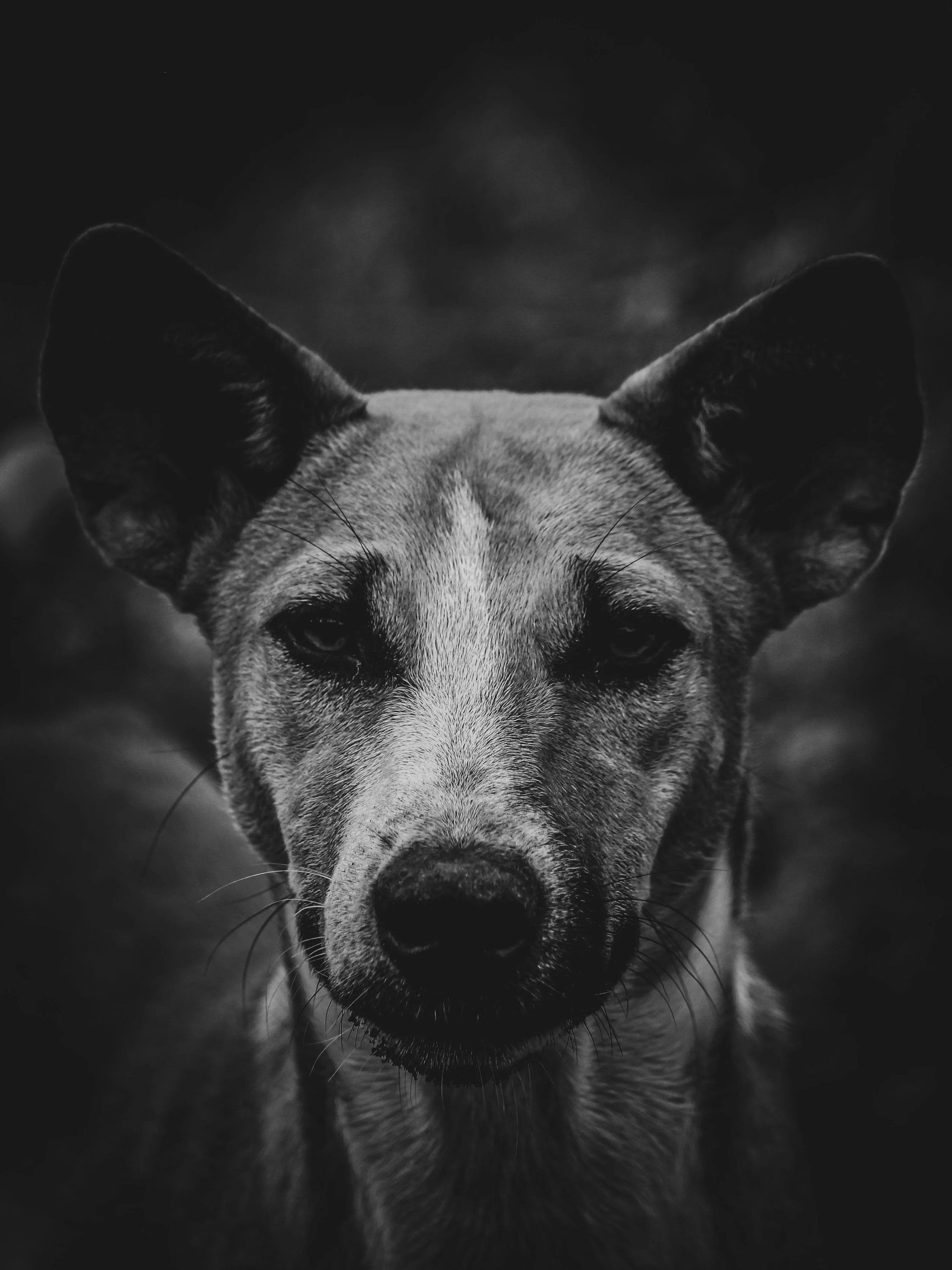 Pet Parent Guide: Where to Get Veterinary MRI Near The Woodlands, Texas