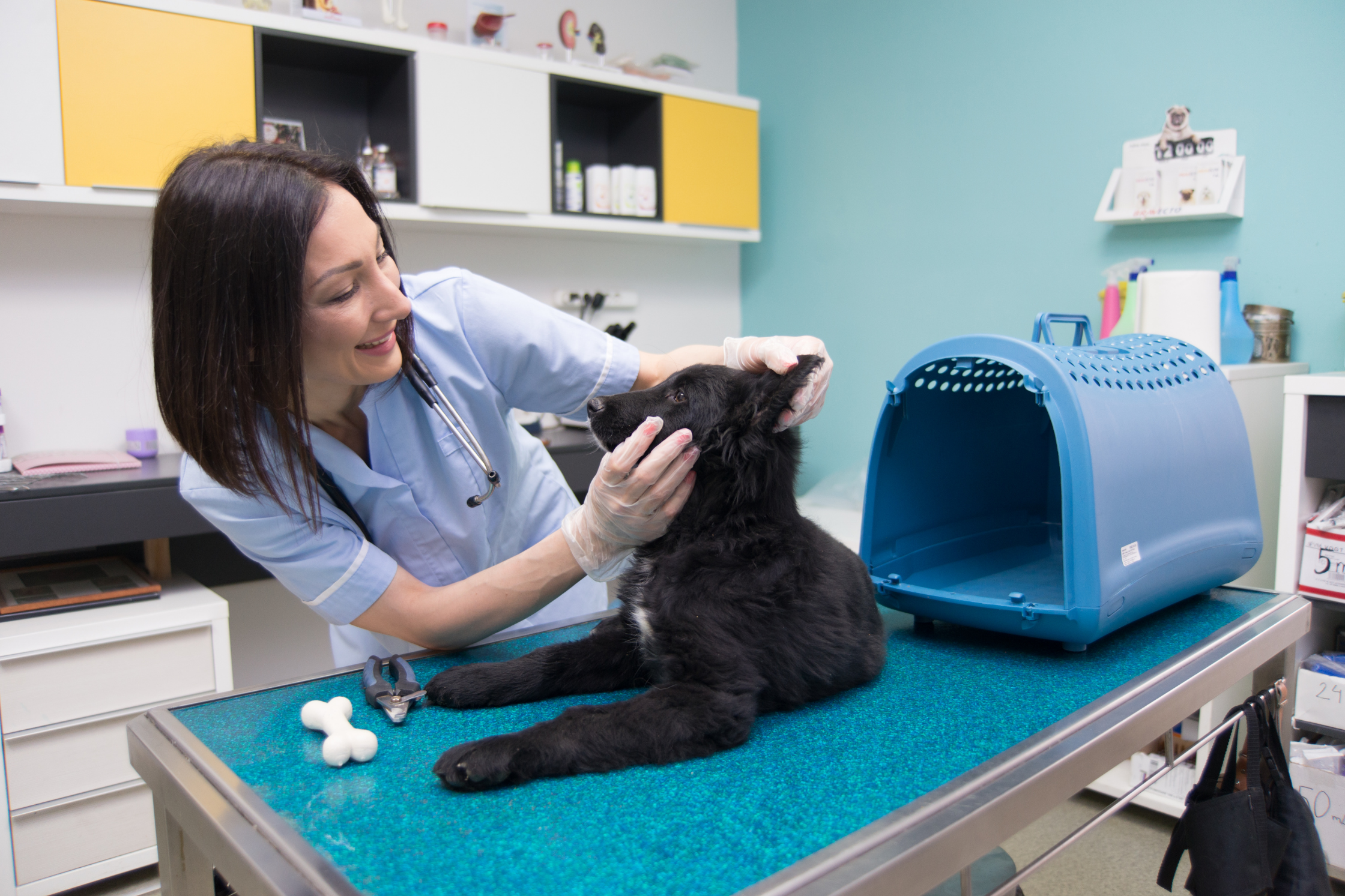 A dog being prepared for a same-day MRI appointment at Sage Veterinary Imaging near Houston, Texas