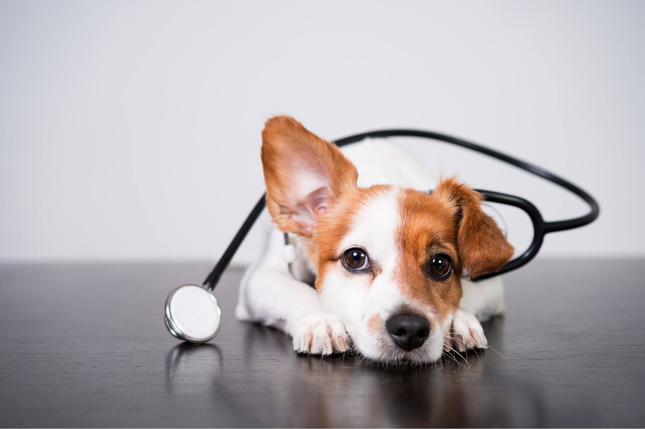 A dog being prepared for an MRI scan at Sage Veterinary Imaging near Cedar Park, Texas