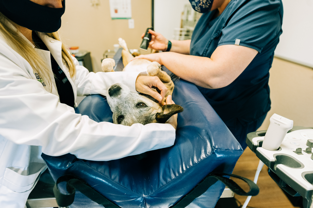 Services — Sage Veterinary Imaging Humanquality imaging for pets