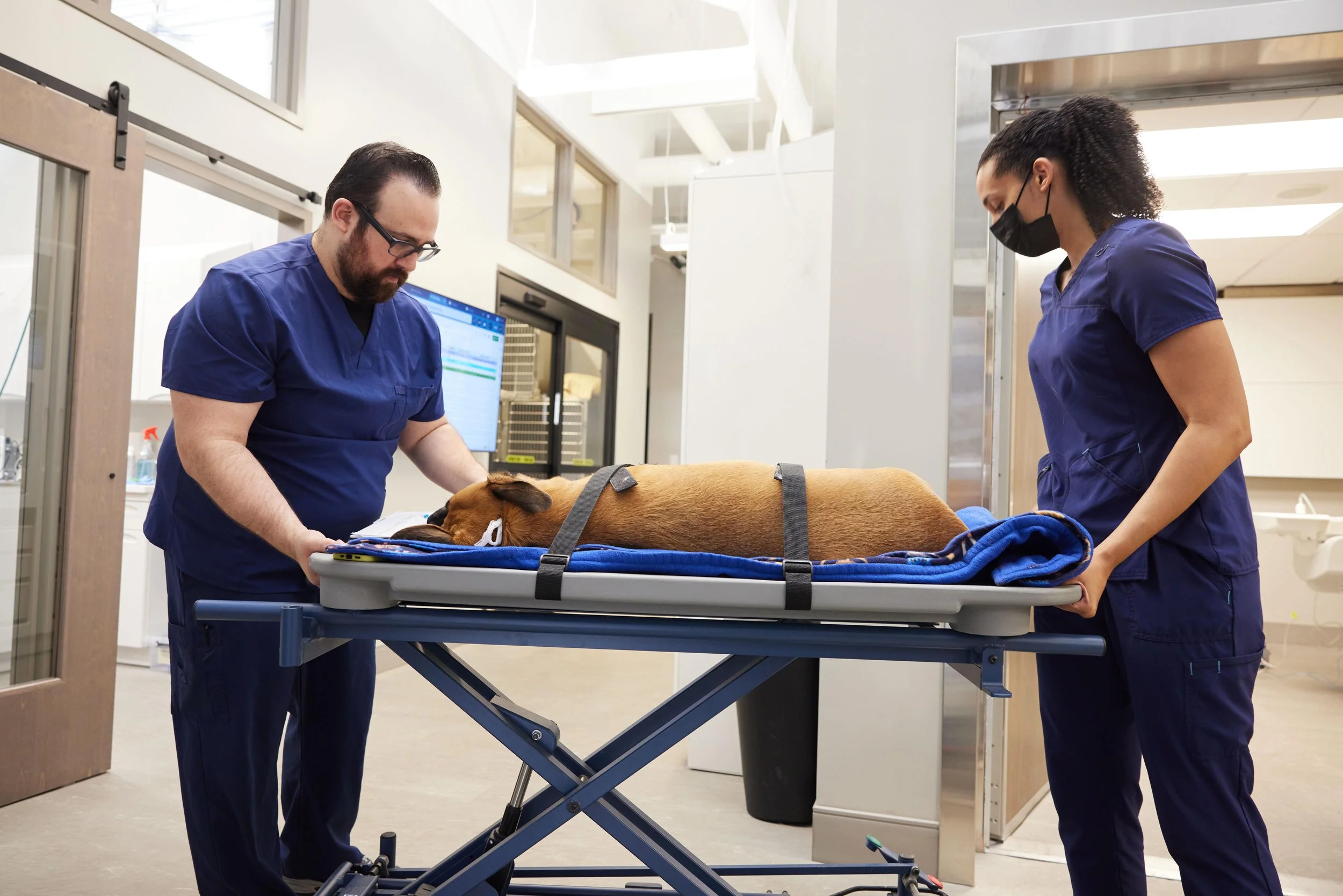 Veterinary CT Scans: Q&A a DVM — Sage Veterinary Imaging