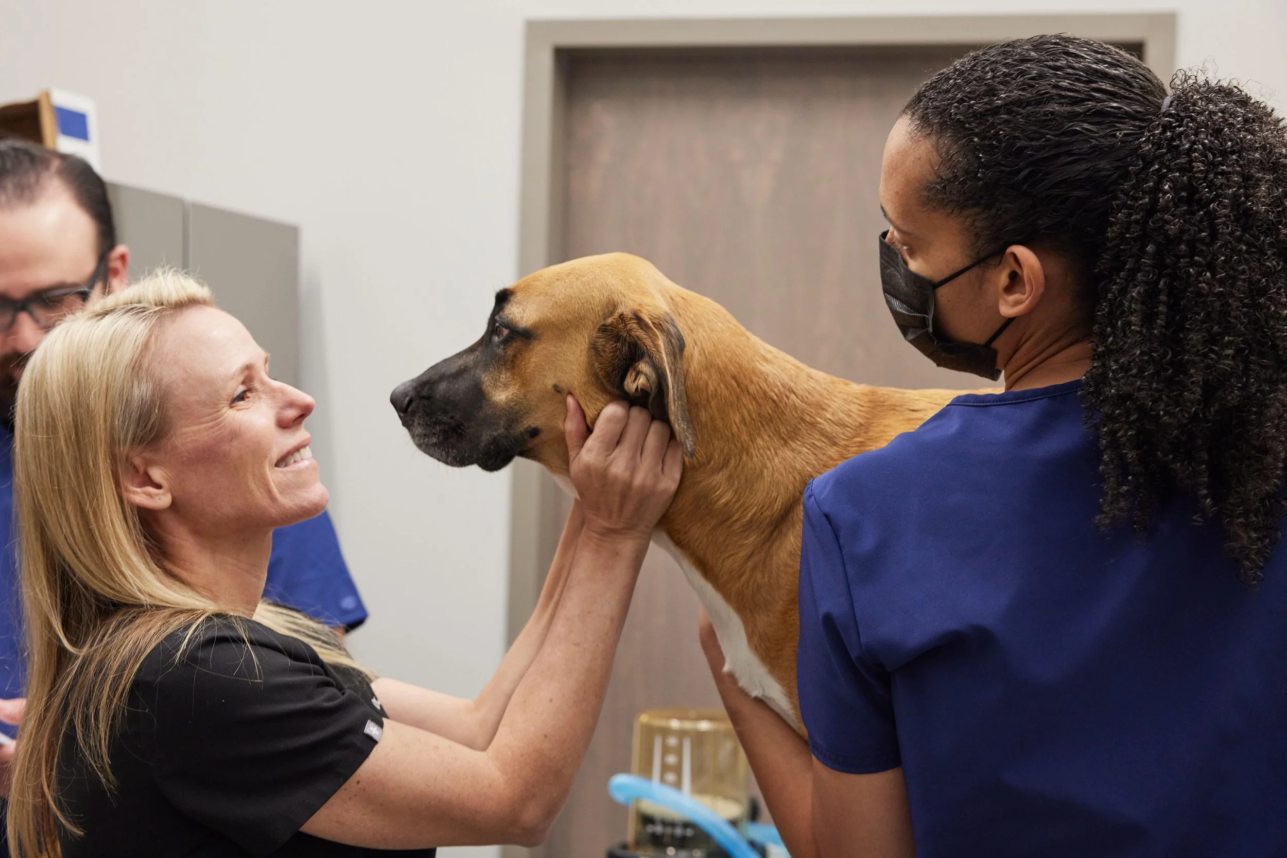 Veterinary CT Scans: Q&A a DVM — Sage Veterinary Imaging