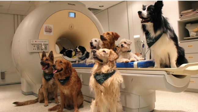 Golden Retrievers and other dog breeds sitting on and near an MRI machine, showing the range of pets that can benefit from MRI advanced diagnostic imaging in a veterinary setting.