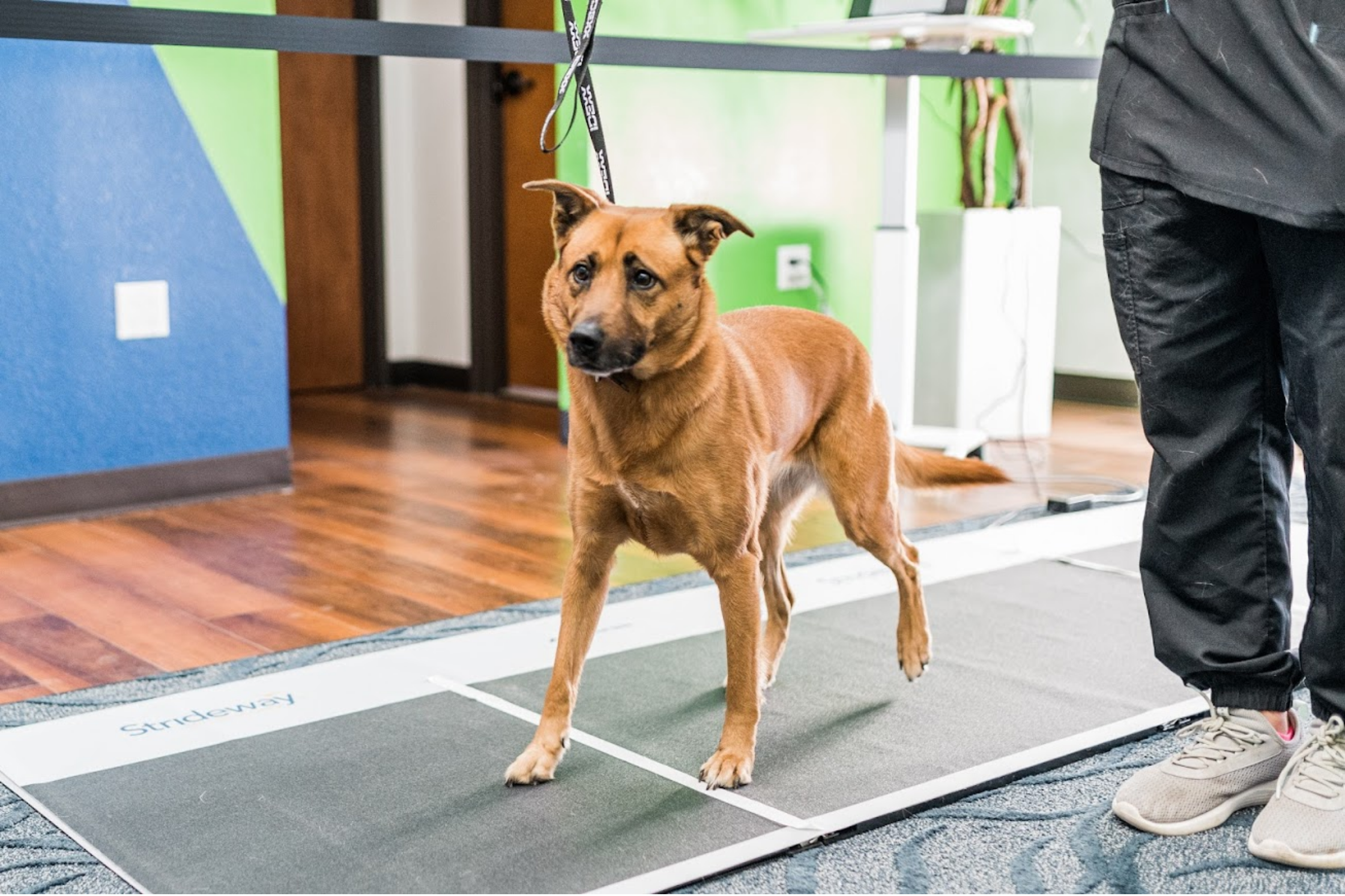 IVDD in Dogs: Diagnosis and Treatment in the Austin, Texas, Area