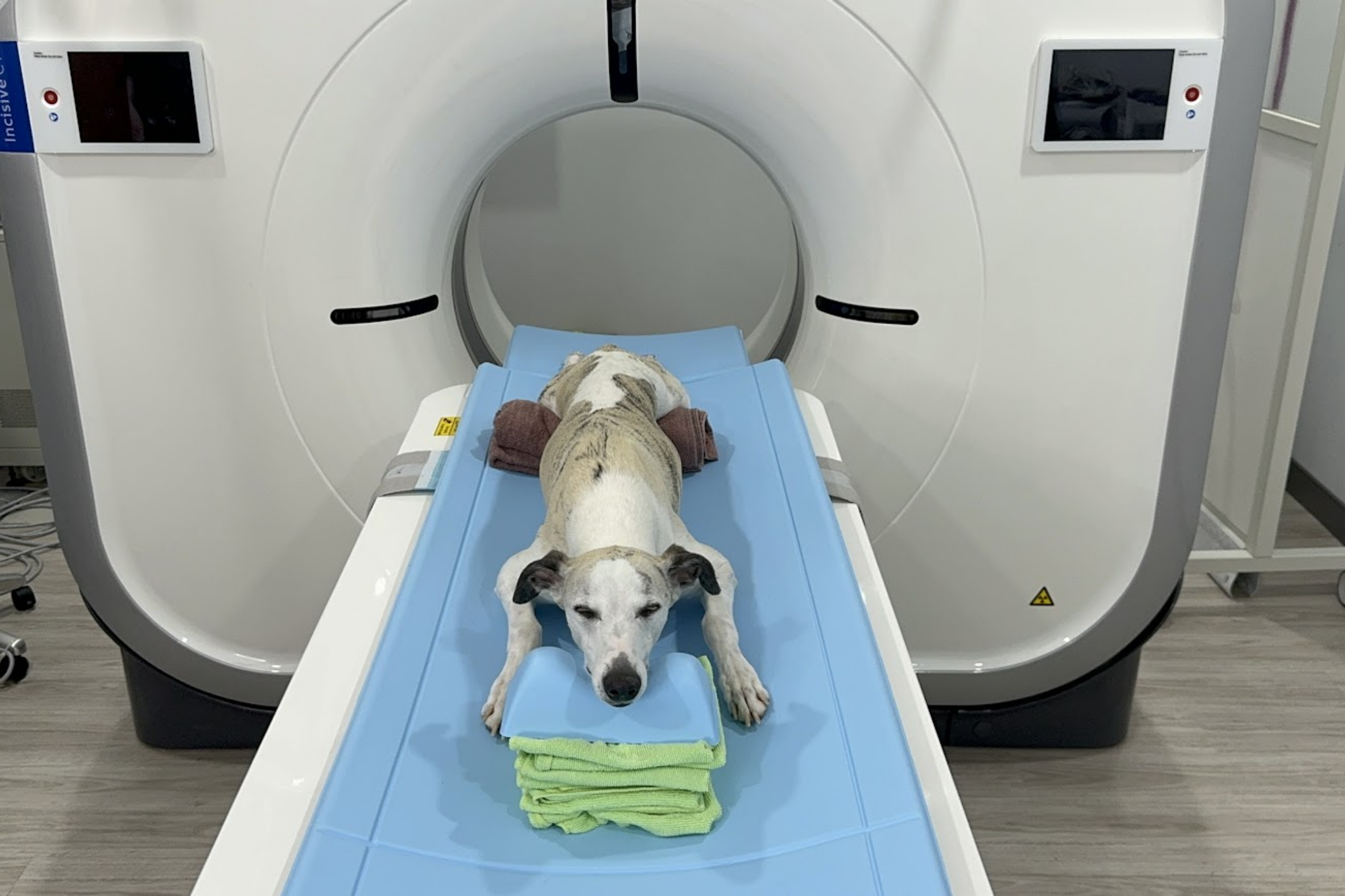 CT Scans for Dogs in Sandy, Utah