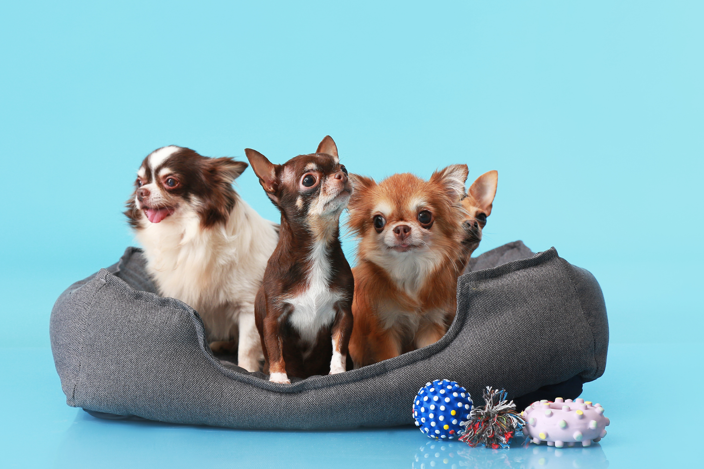 MRI vs CT for Dogs: Which Scan Does Your Pet Need?