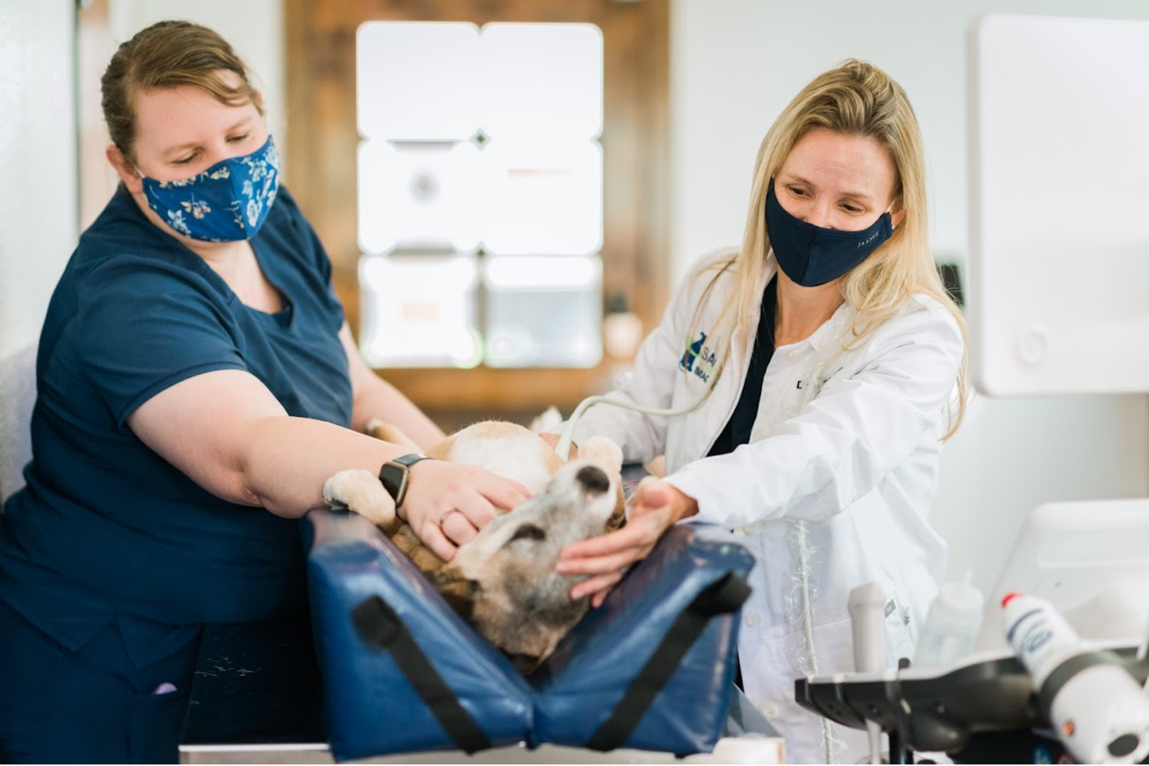 Why Sage is the Leading Pet Imaging Center in Greater Houston