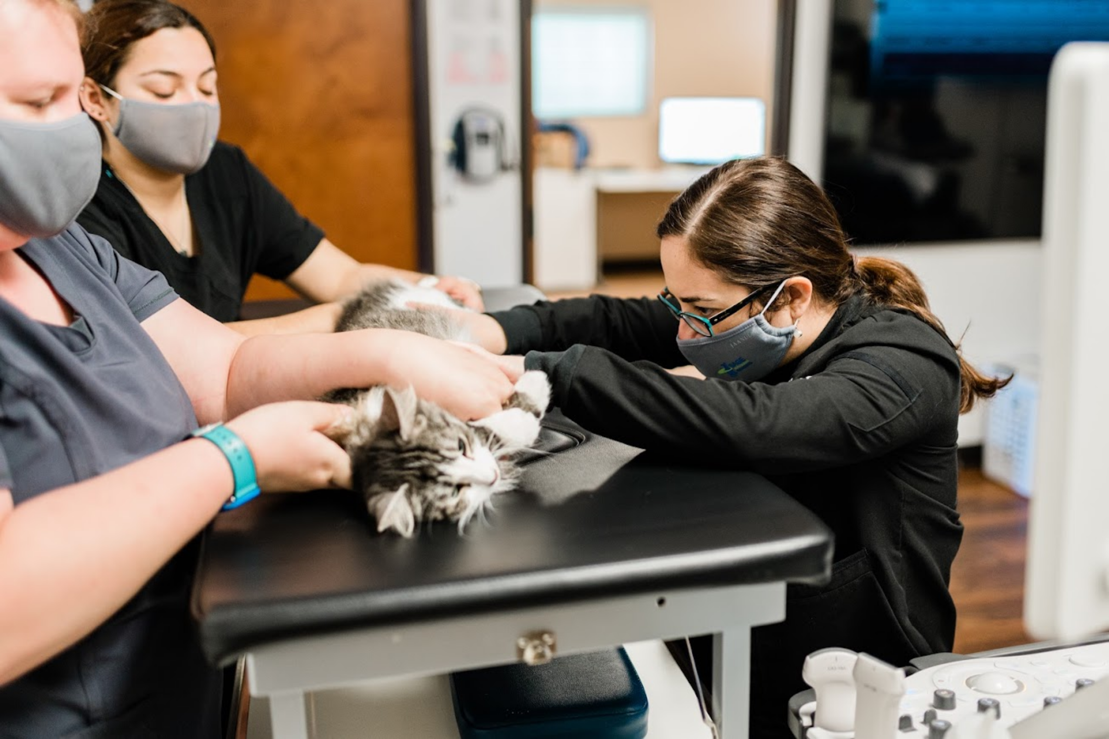 Advanced Veterinary Imaging in Kyle and Buda, Texas