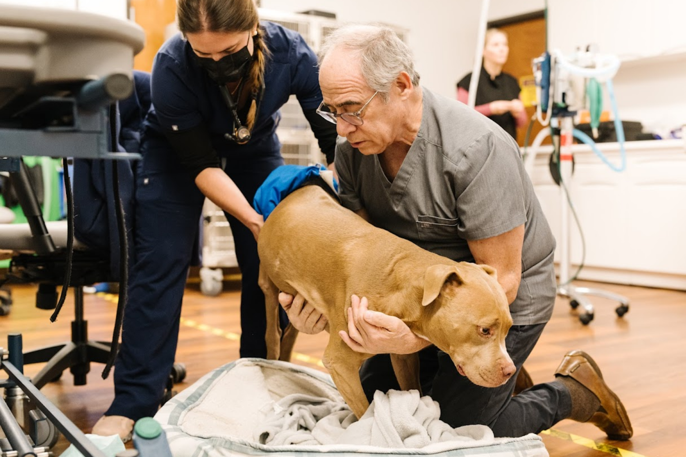 IVDD in Dogs: Diagnosis and Treatment in Utah