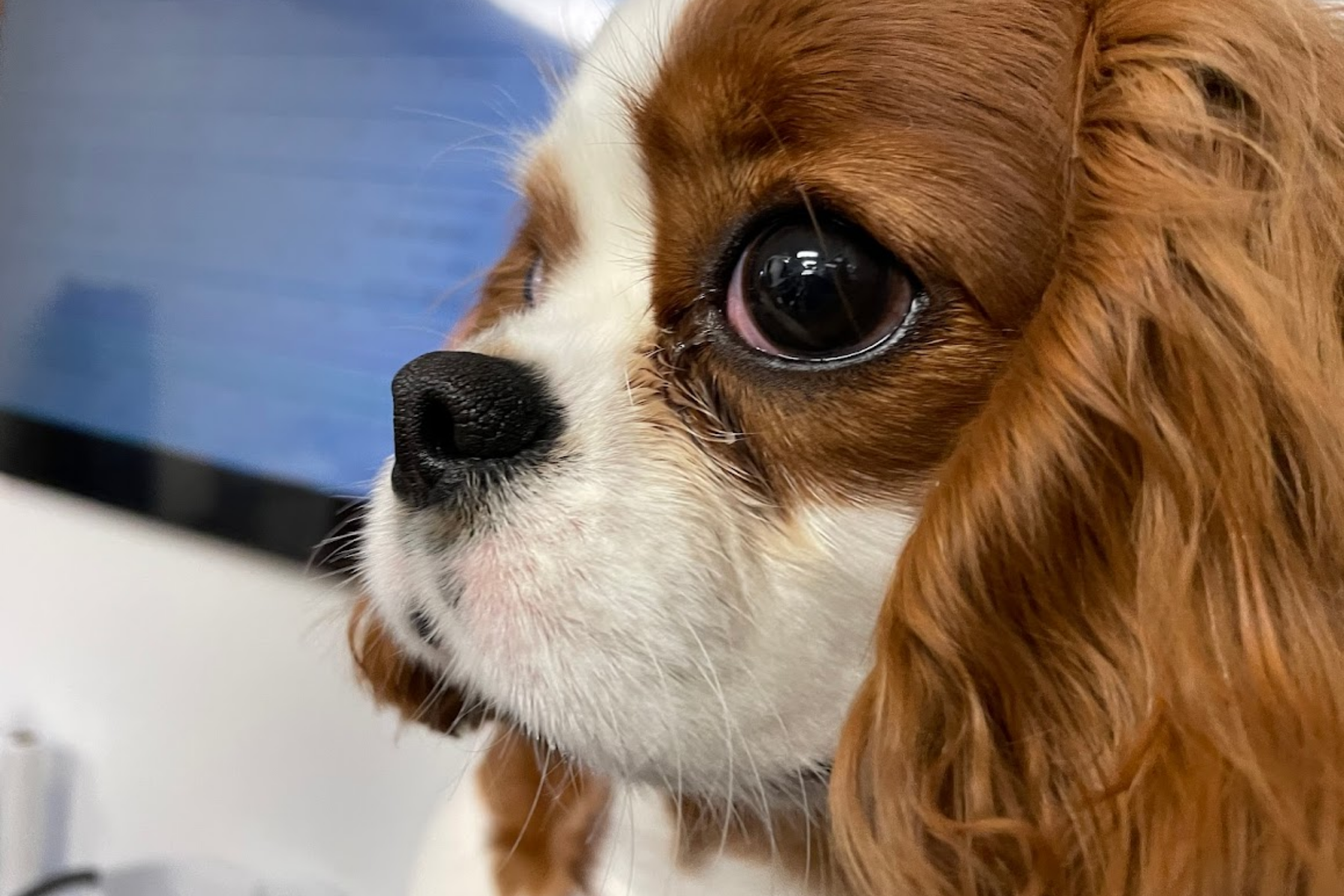 Why Sage is Utah's Premier Veterinary Imaging Center