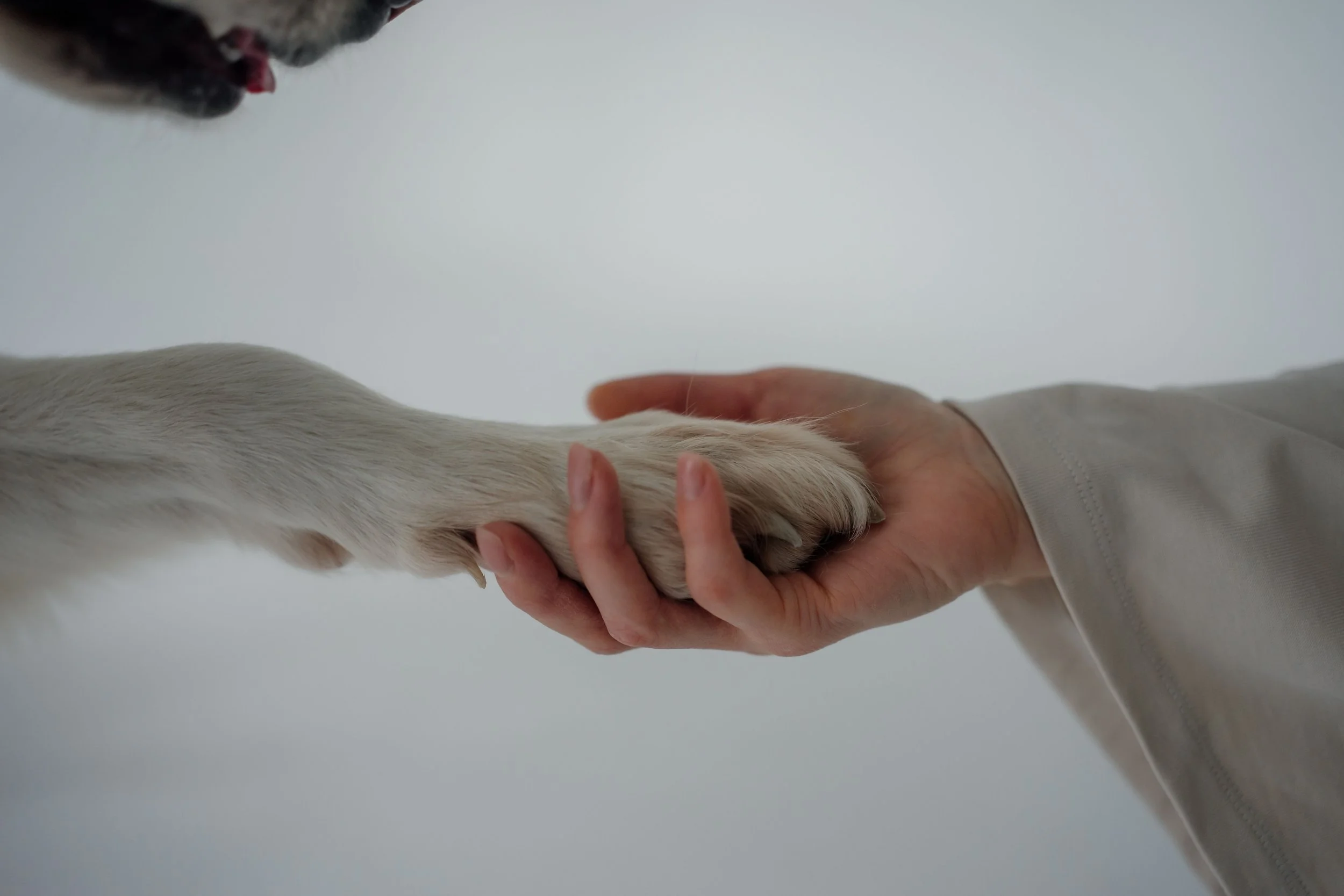 MRI for French Bulldogs in Utah: Neurological Warning Signs