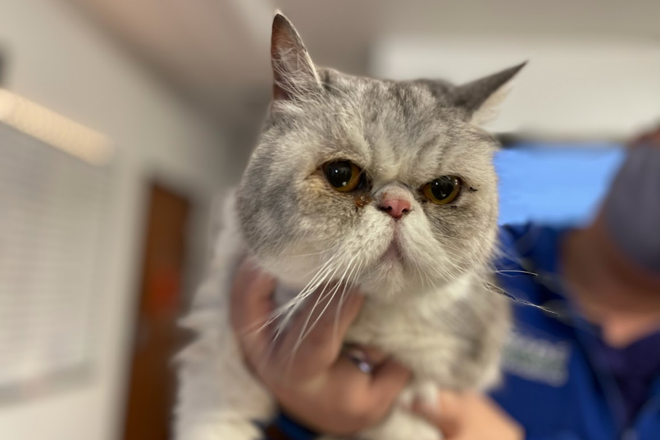 Cat Hyperthyroidism Treatment in Round Rock and Austin, Texas