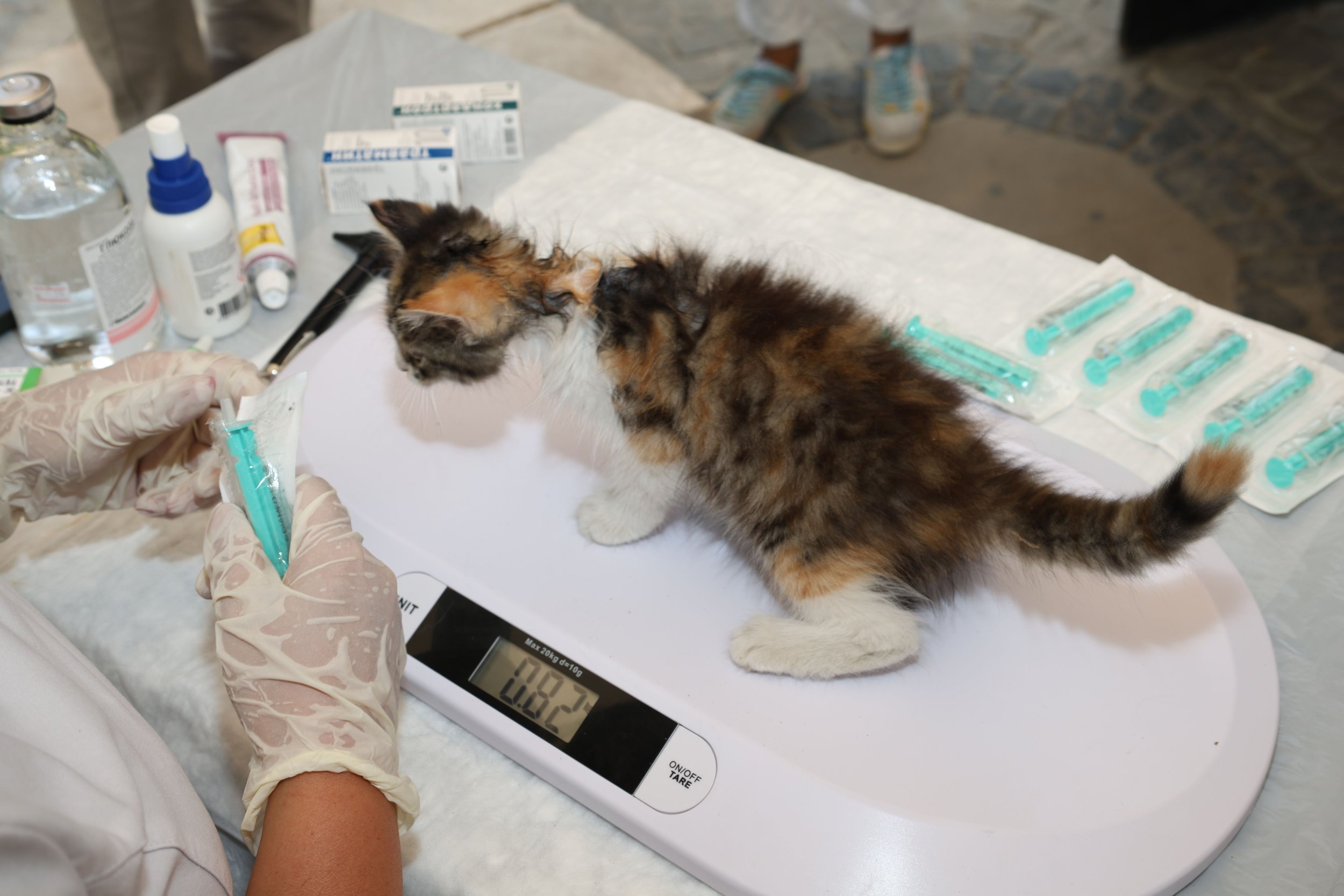 Radioiodine Therapy for Cats in Central Texas