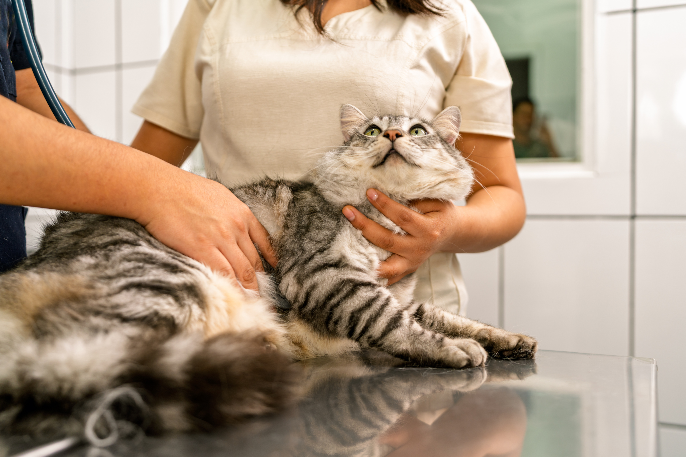 Is I-131 Available for Cats in Utah?