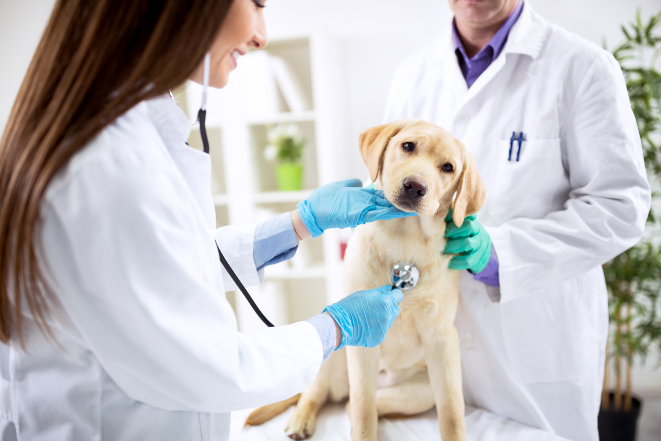 Golden Retriever receiving a veterinary examination before advanced imaging in Round Rock, Texas