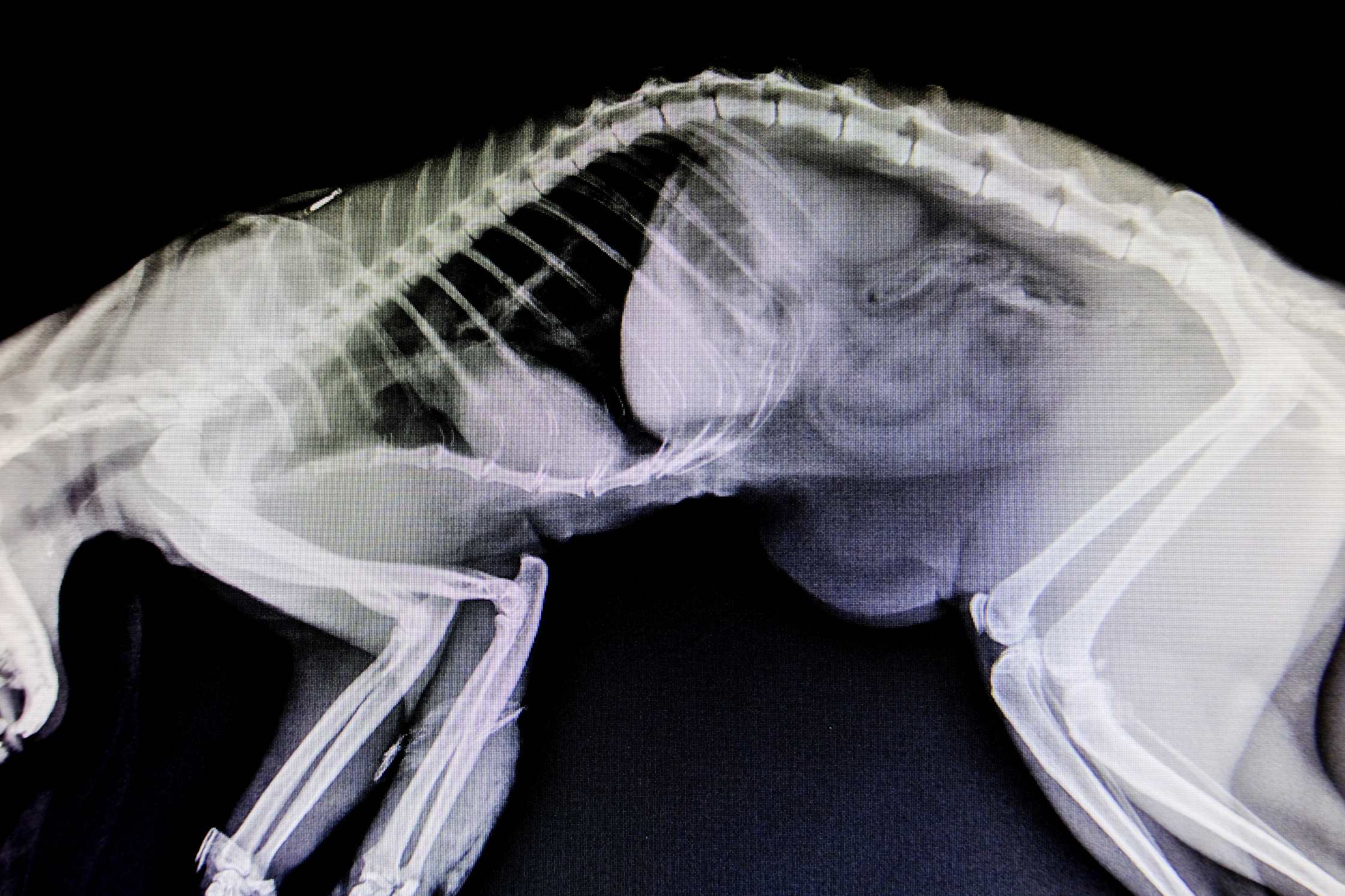 A Day in the Life of a Veterinary Radiologist — Sage Veterinary Imaging