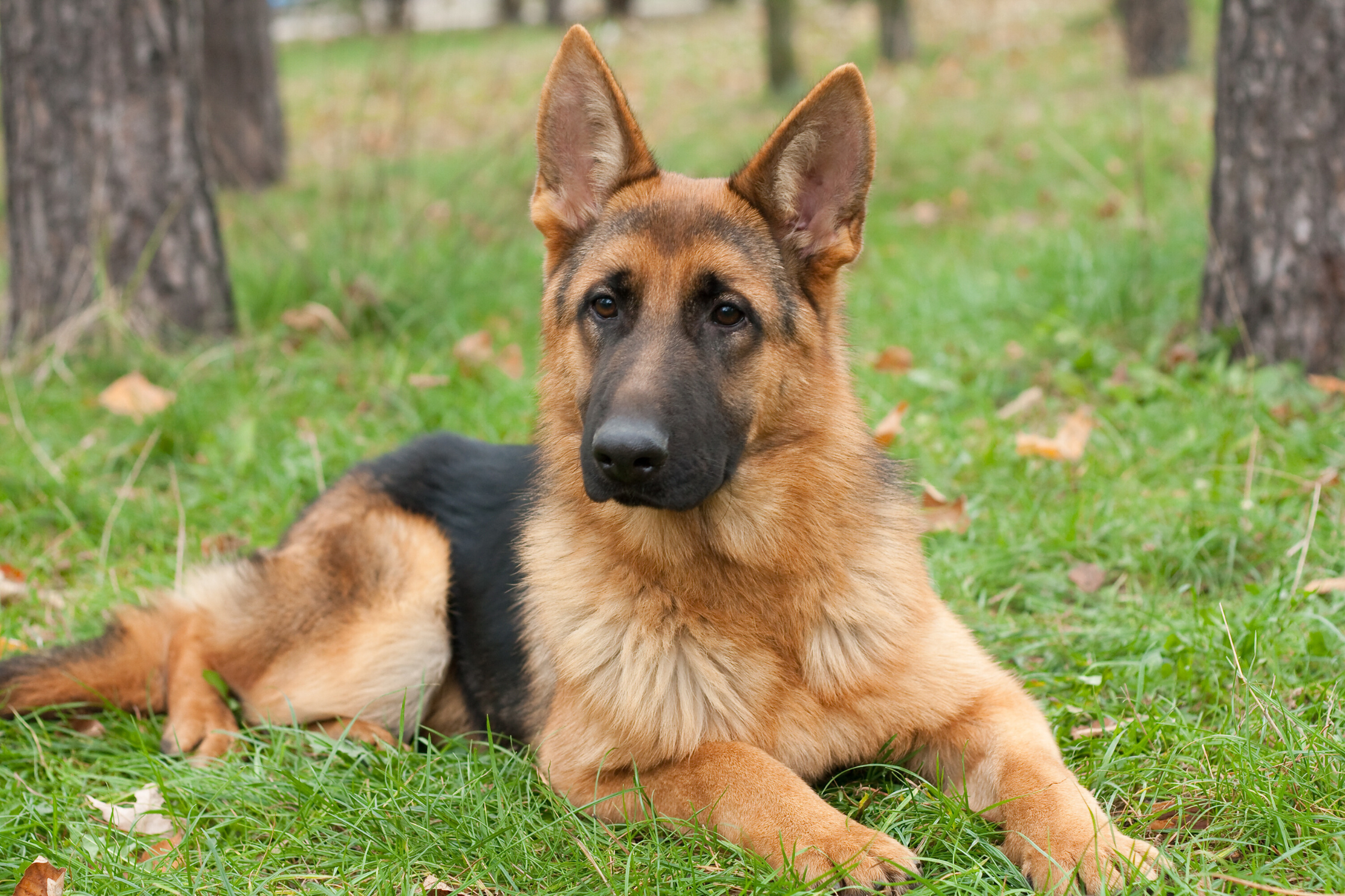German Shepherd lying down calmly in park with subtle signs of spinal discomfort