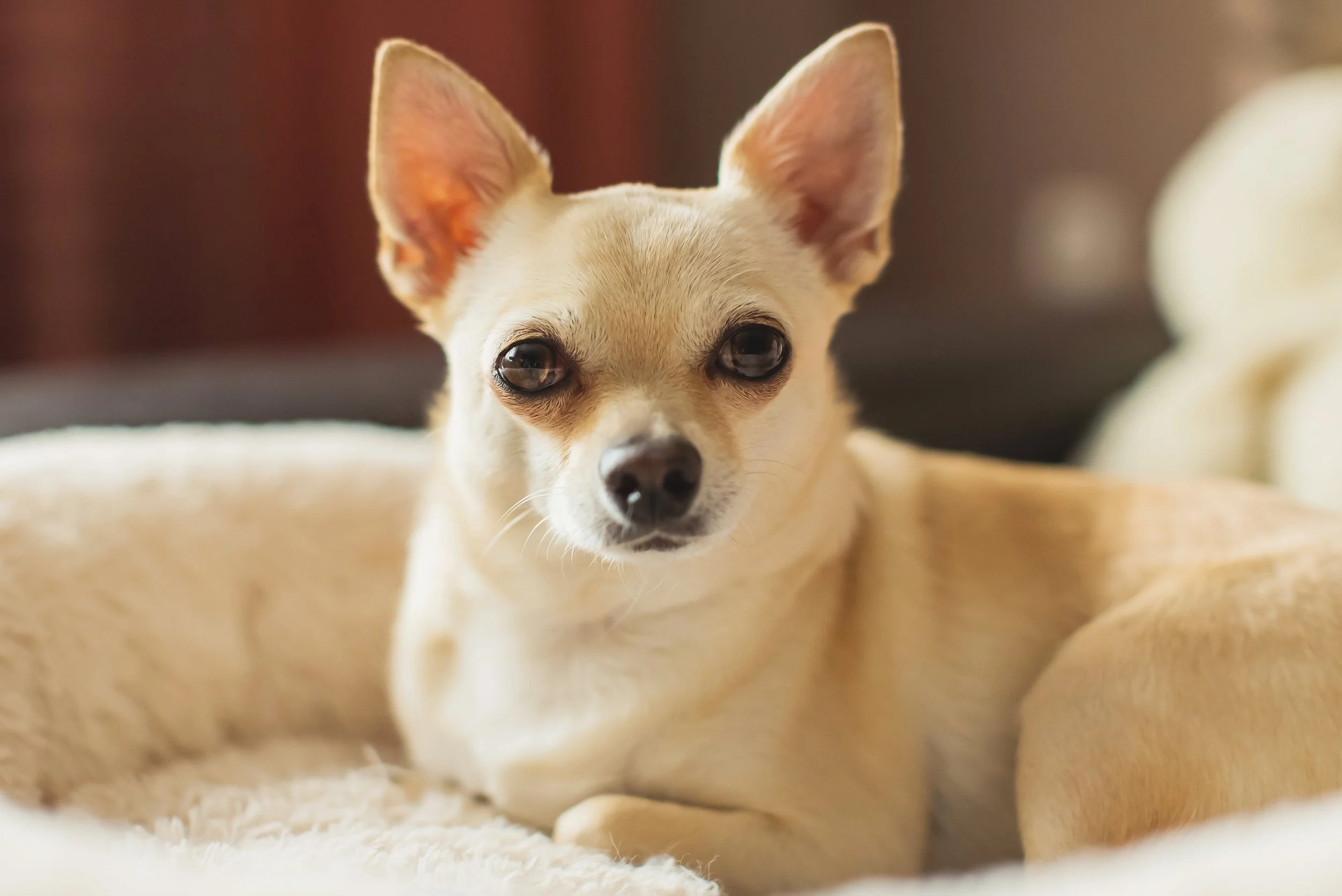 10-year-old Chihuahua resting, representing a patient with progressive forelimb lameness under veterinary evaluation