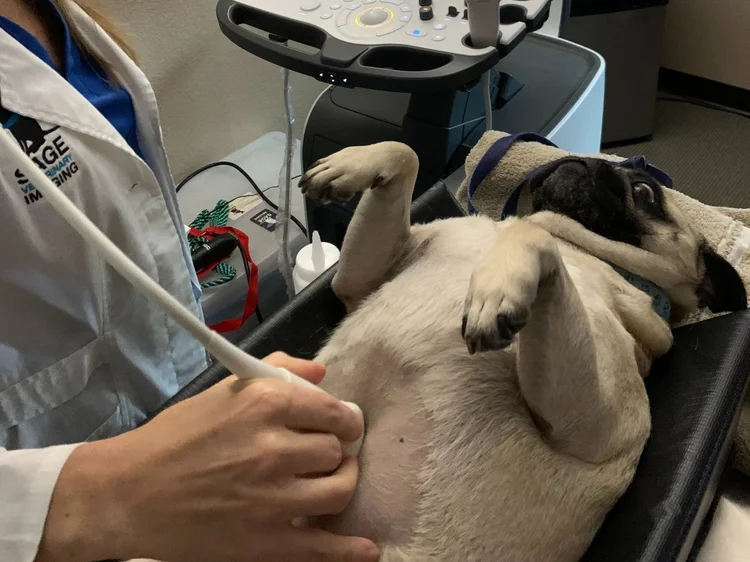 Razor Burn in Dogs: Everything You Need to Know — Sage Veterinary ...