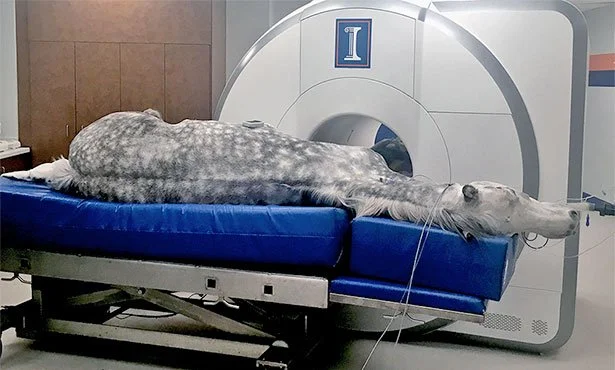 MRI scan of a horse at a veterinary teaching hospital. Photo courtesy of University of Illinois College of Veterinary Medicine