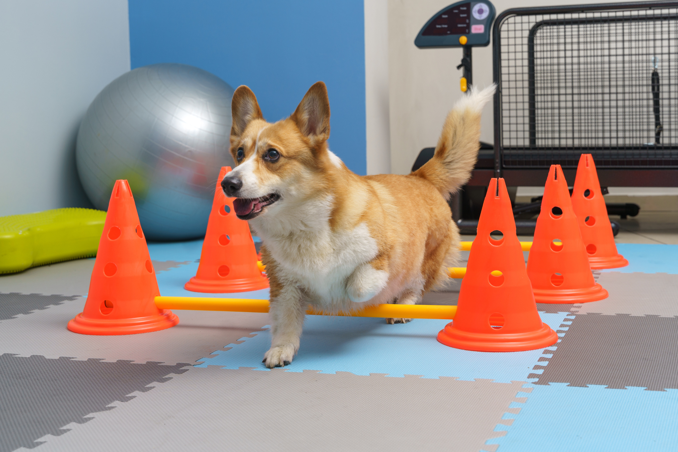 Corgi stepping over cavaletti poles during canine rehabilitation therapy to improve strength, balance, and joint mobility.