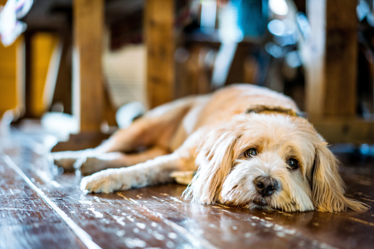 Picture of Epilepsy in Dogs: What Causes Seizures and How to Manage Them — Sage ...