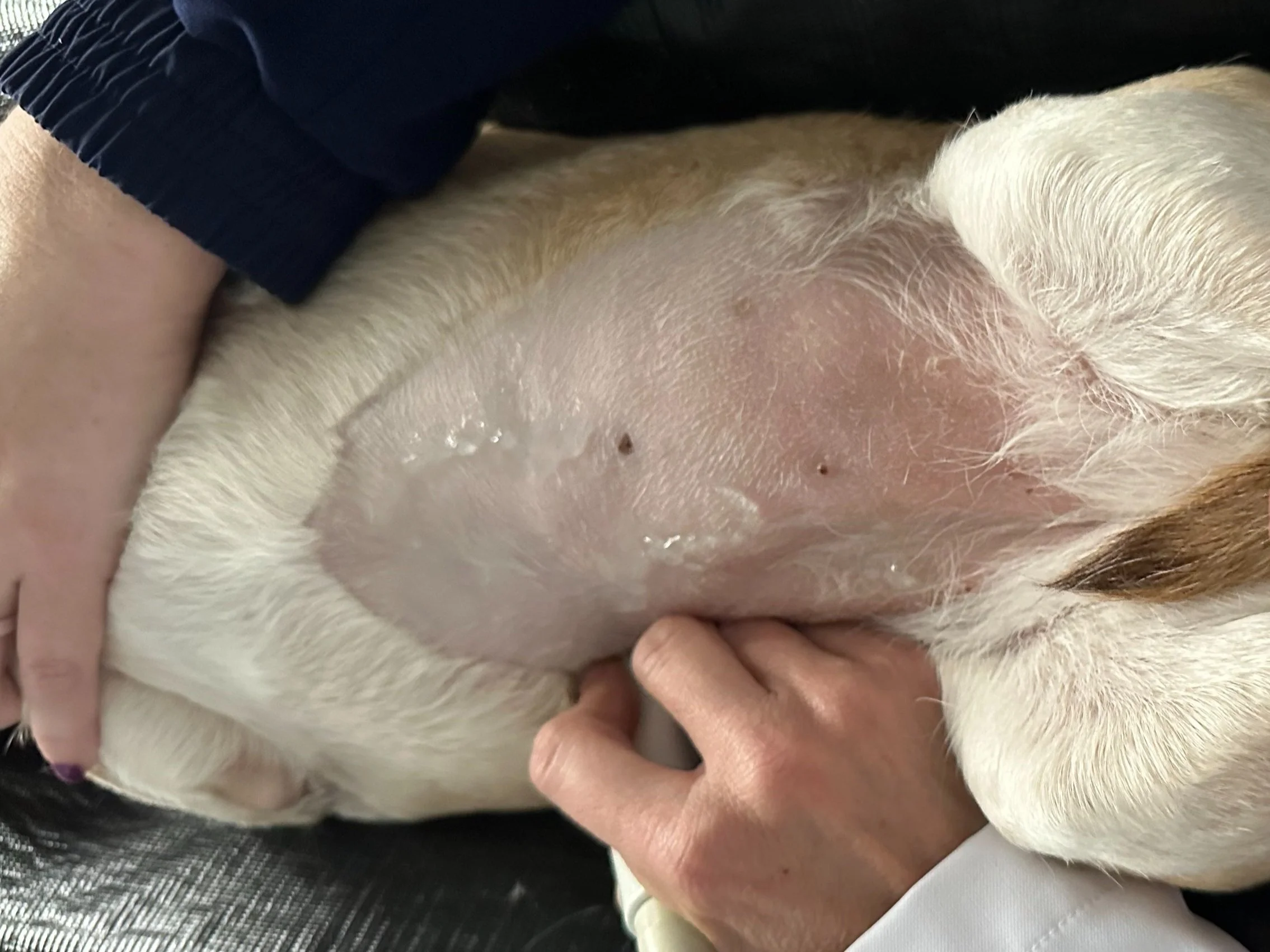 Razor Burn in Dogs Everything You Need to Know — Sage Veterinary