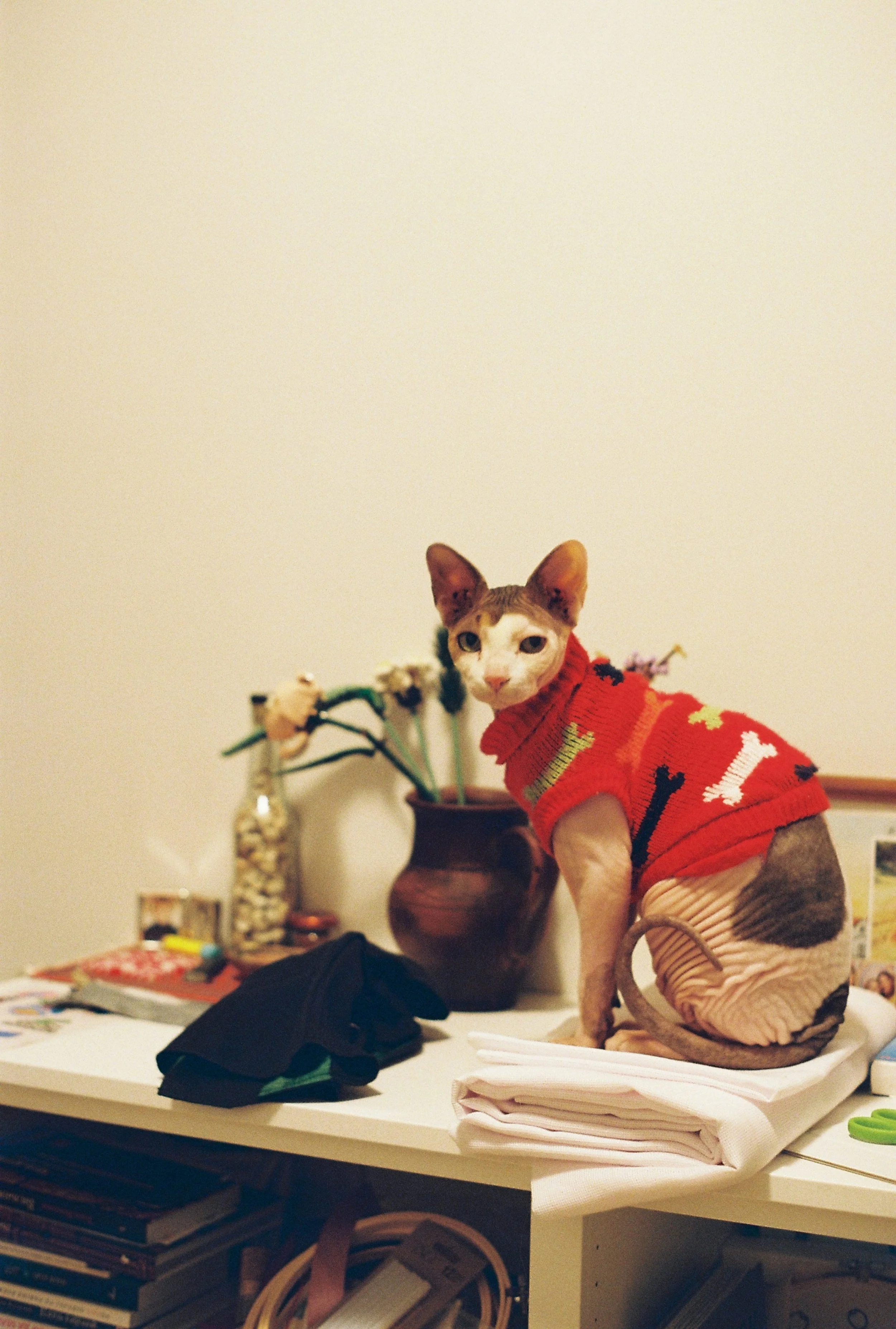 Thin cat wearing a sweater sitting on a table, representing changes in body condition in older cats