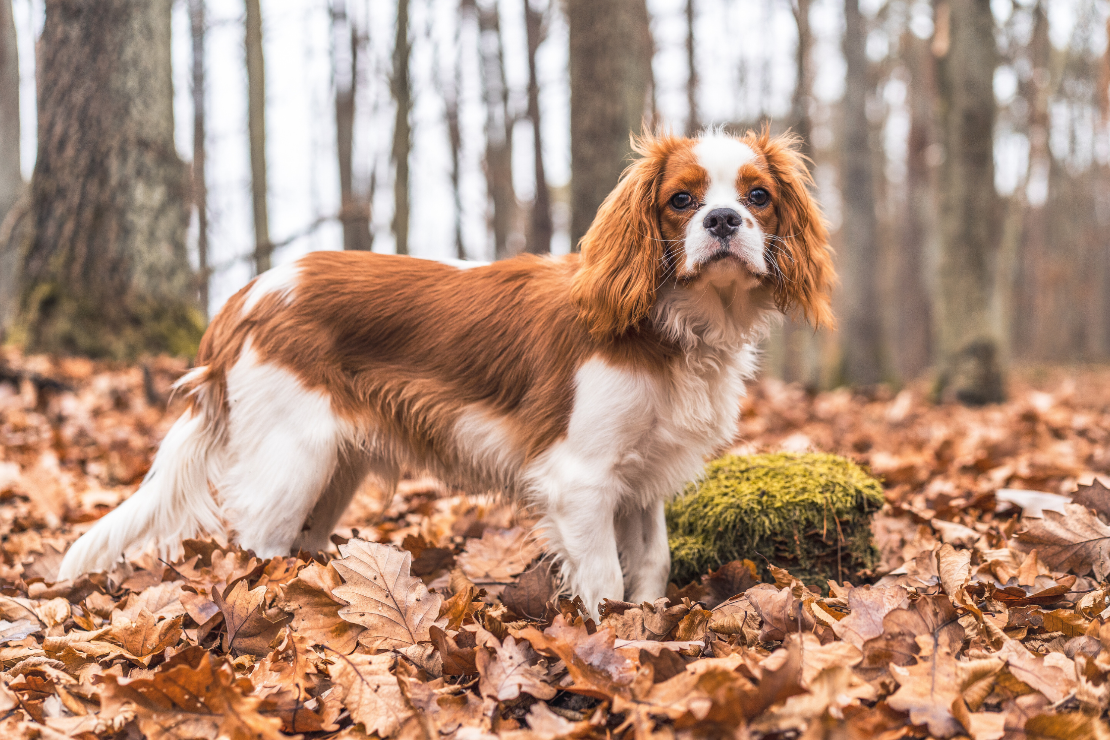 Cavalier King Charles Spaniel standing alert outdoors among autumn leaves, showing no visible symptoms.