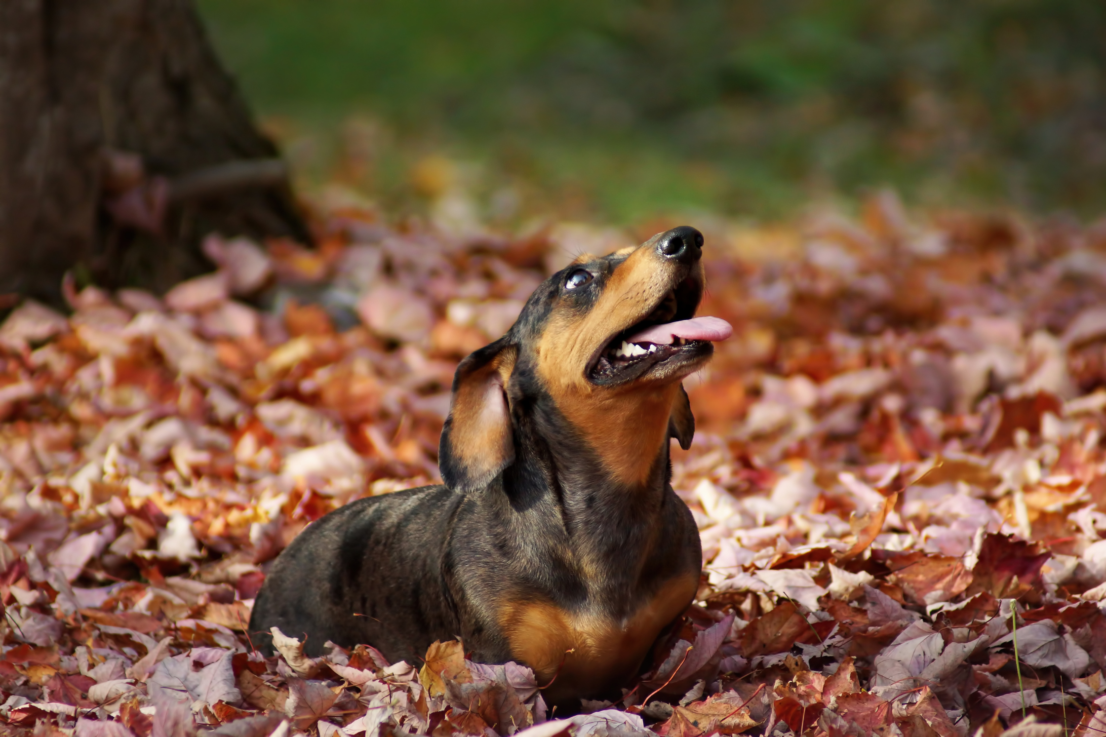 Healthy Dachshund sitting in autumn leaves representing recovery and quality of life after IVDD treatment