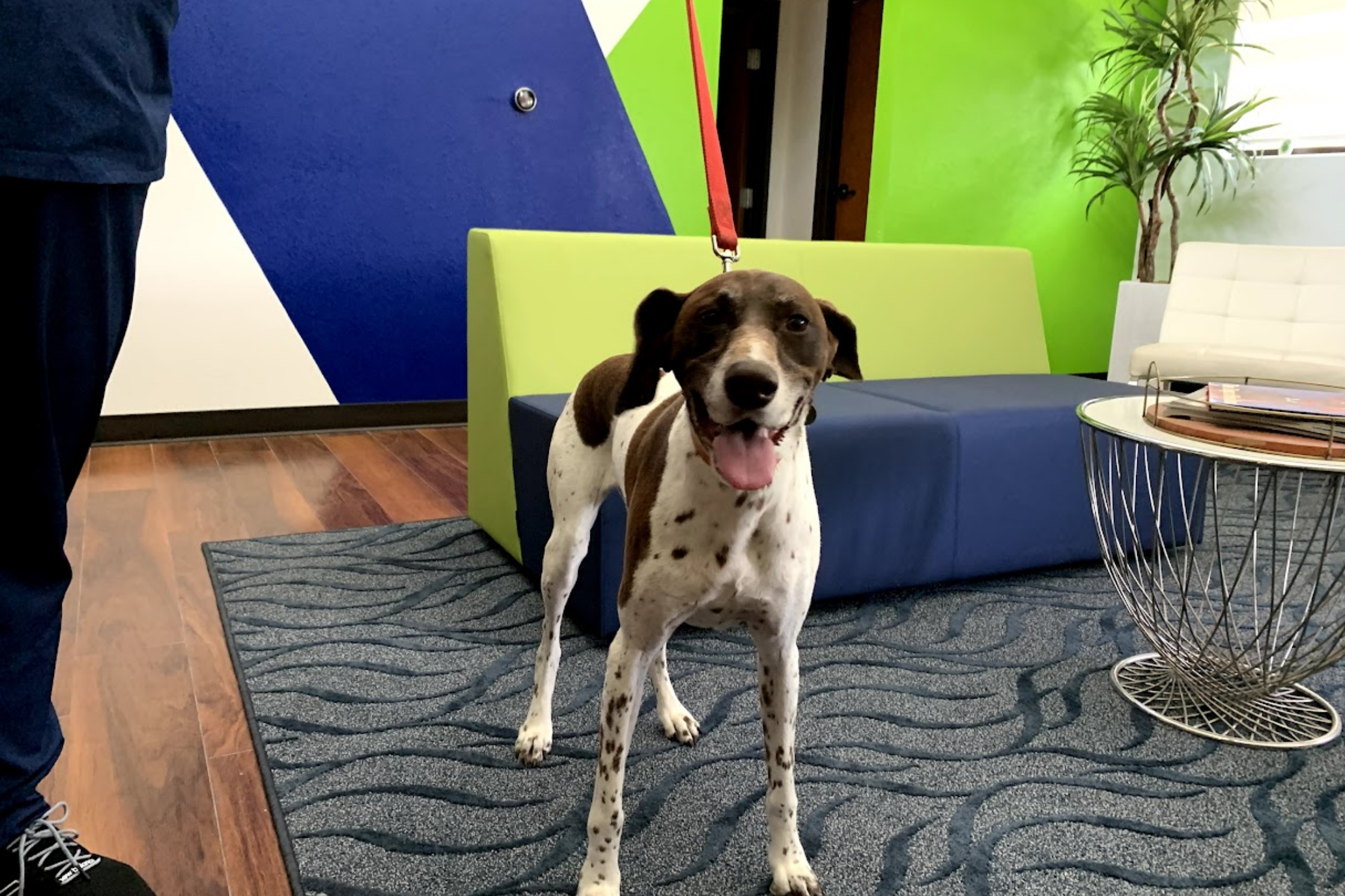 A dog awaiting emergency diagnostic imaging at Sage Veterinary Imaging in Round Rock, Texas