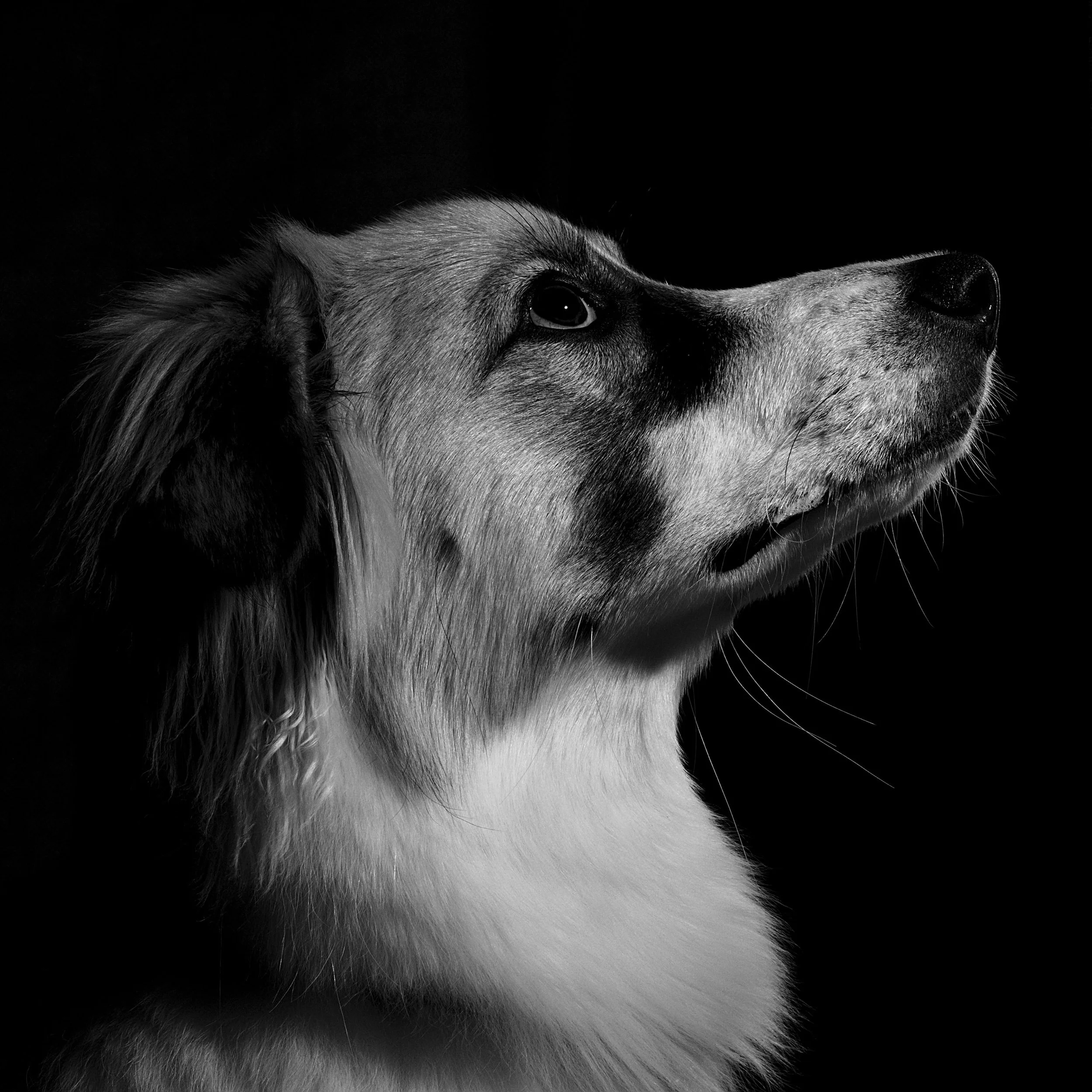 Close-up portrait of a dog used to represent advanced diagnostic imaging for pets in Georgetown Texas