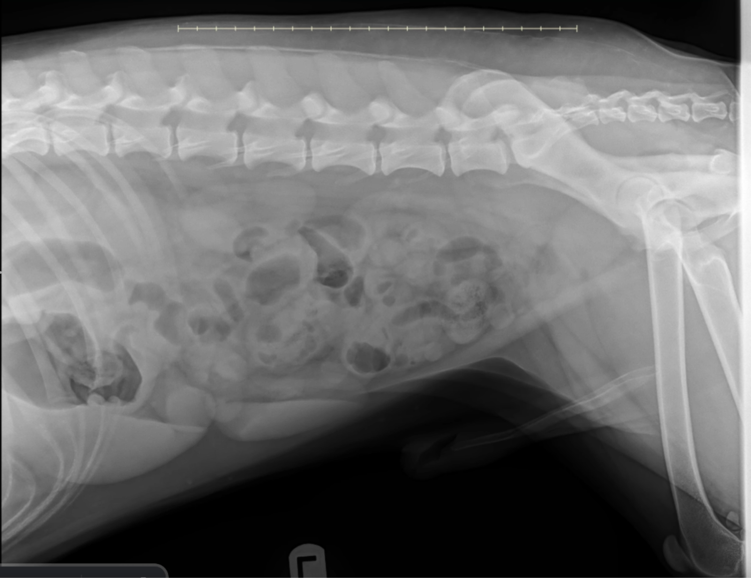 Radiographic Signs of Gastric Outflow Obstruction in a Bernese Mountain ...