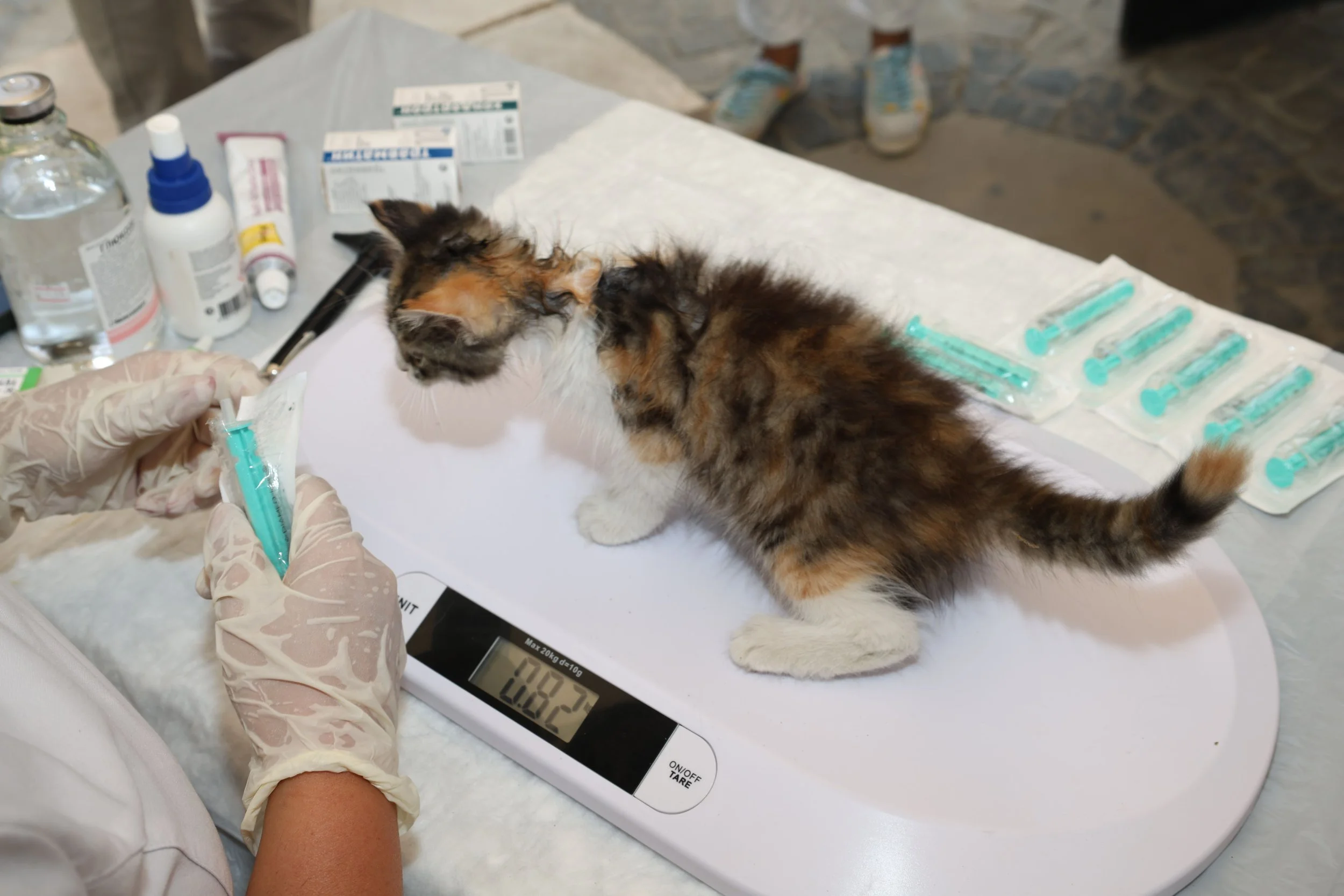 A cat resting comfortably during radioiodine therapy at Sage Veterinary Imaging in Round Rock, Texas