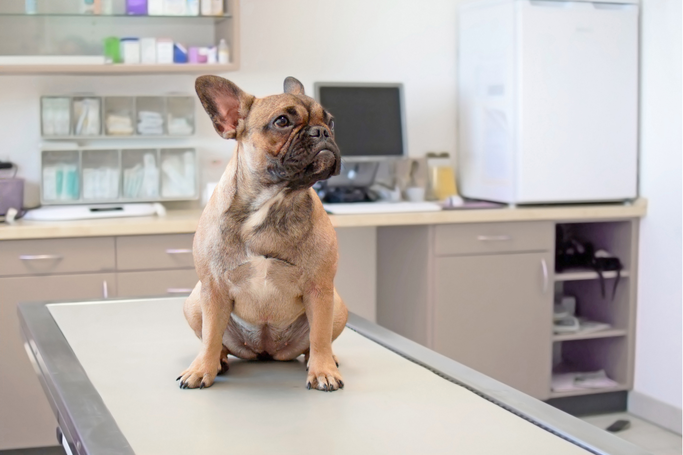 A French Bulldog being evaluated for neurological symptoms at Sage Veterinary Imaging in Round Rock, Texas