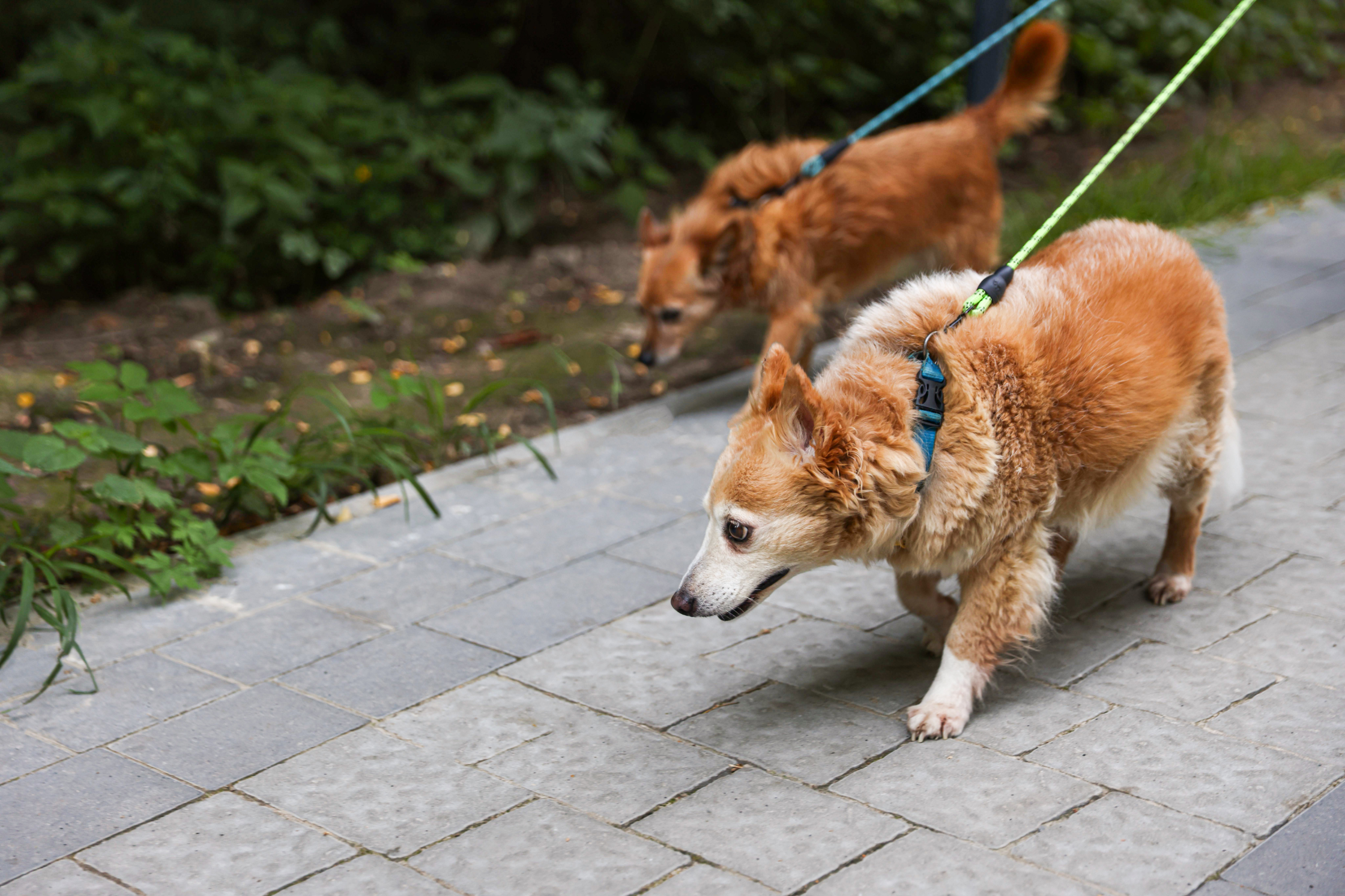 Two senior dogs walking slowly on leashes on a paved path, showing gentle low-impact exercise for joint health and mobility.