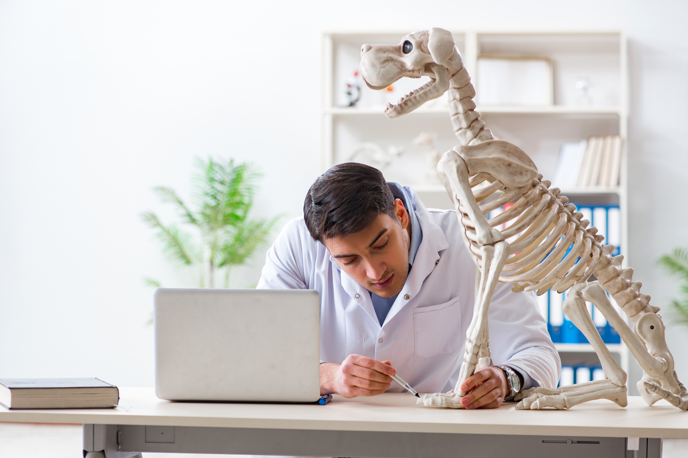 A dog receiving advanced diagnostic imaging near Provo, Utah at Sage Veterinary Imaging