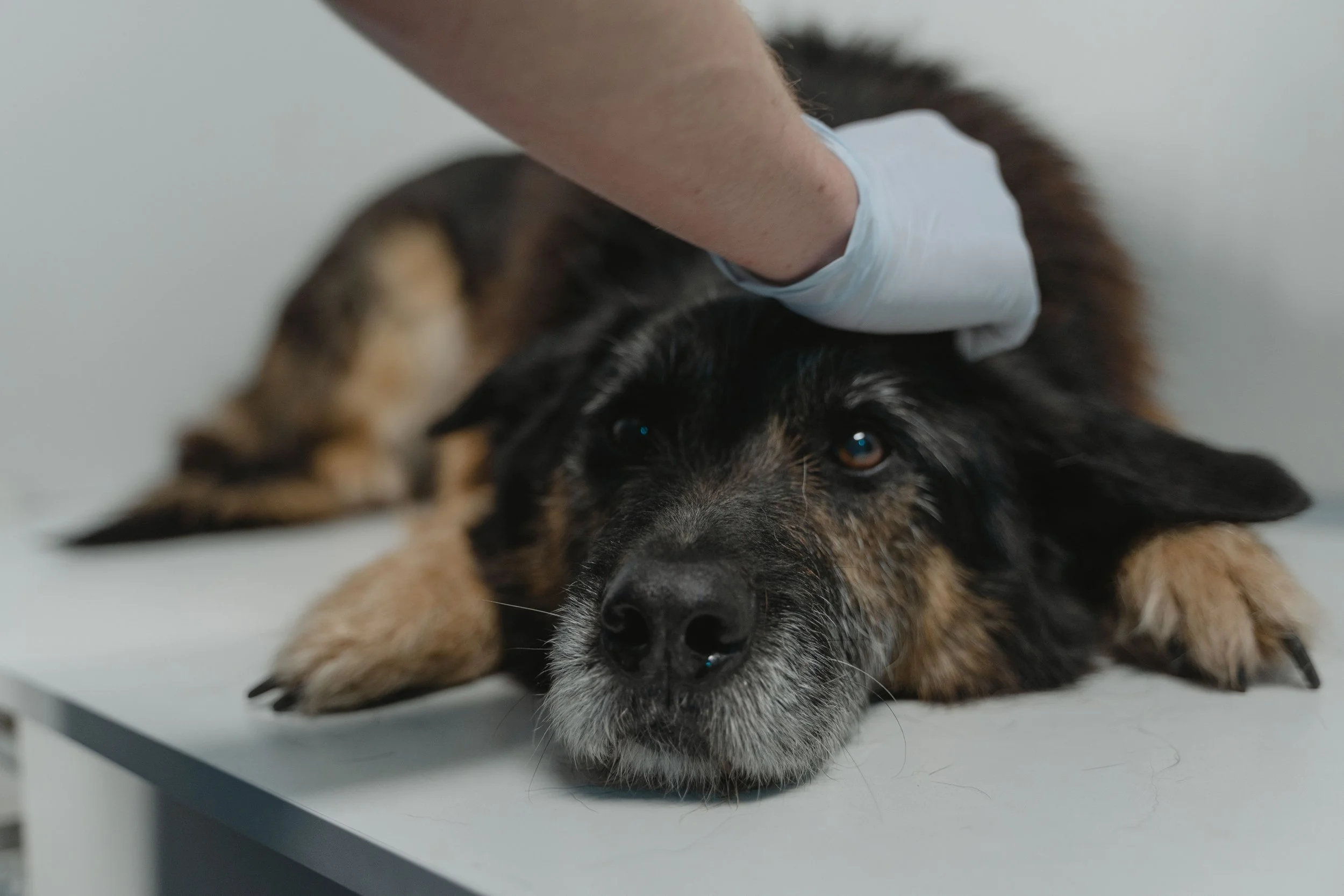 The Sage Veterinary Imaging facility in Sandy, Utah serving pets across the Salt Lake Valley