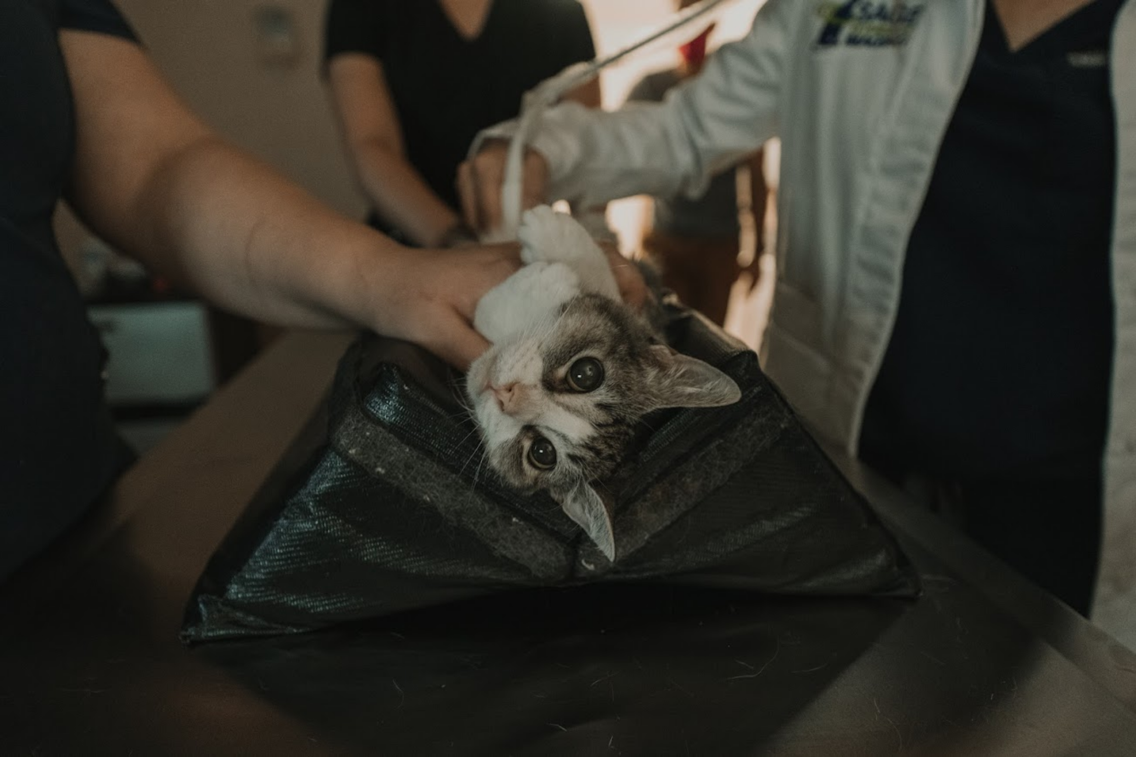 Veterinary team positioning a cat for a diagnostic imaging procedure