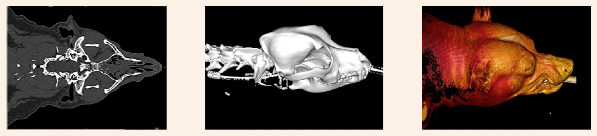 Imaging case study examples showcasing the advanced detail possible with modern CT and 3D reconstruction techniques. Images courtesy of Sage Veterinary Imaging