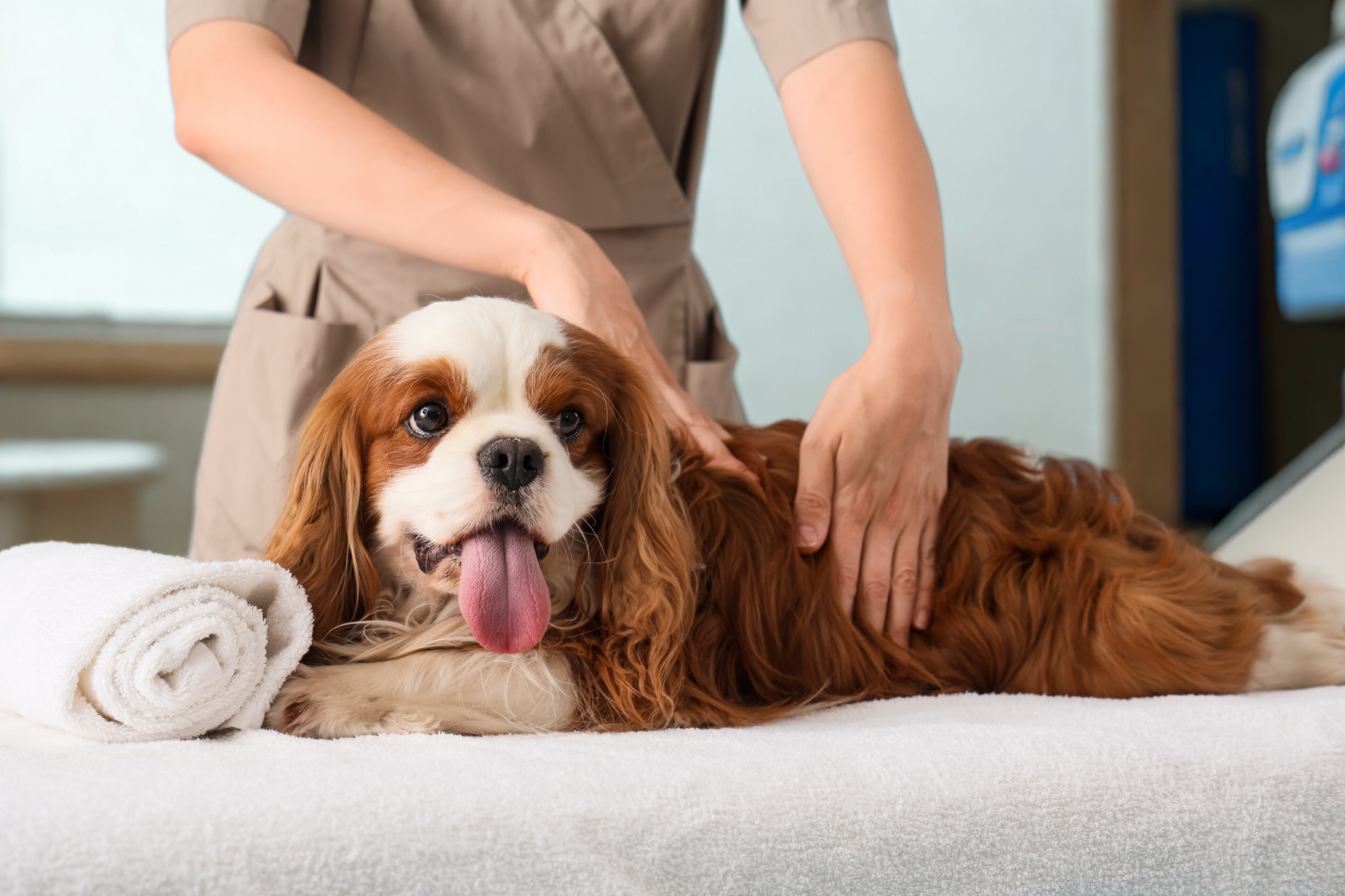 Cavalier King Charles Spaniel receiving therapeutic massage during a veterinary exam for Chiari-like malformation.