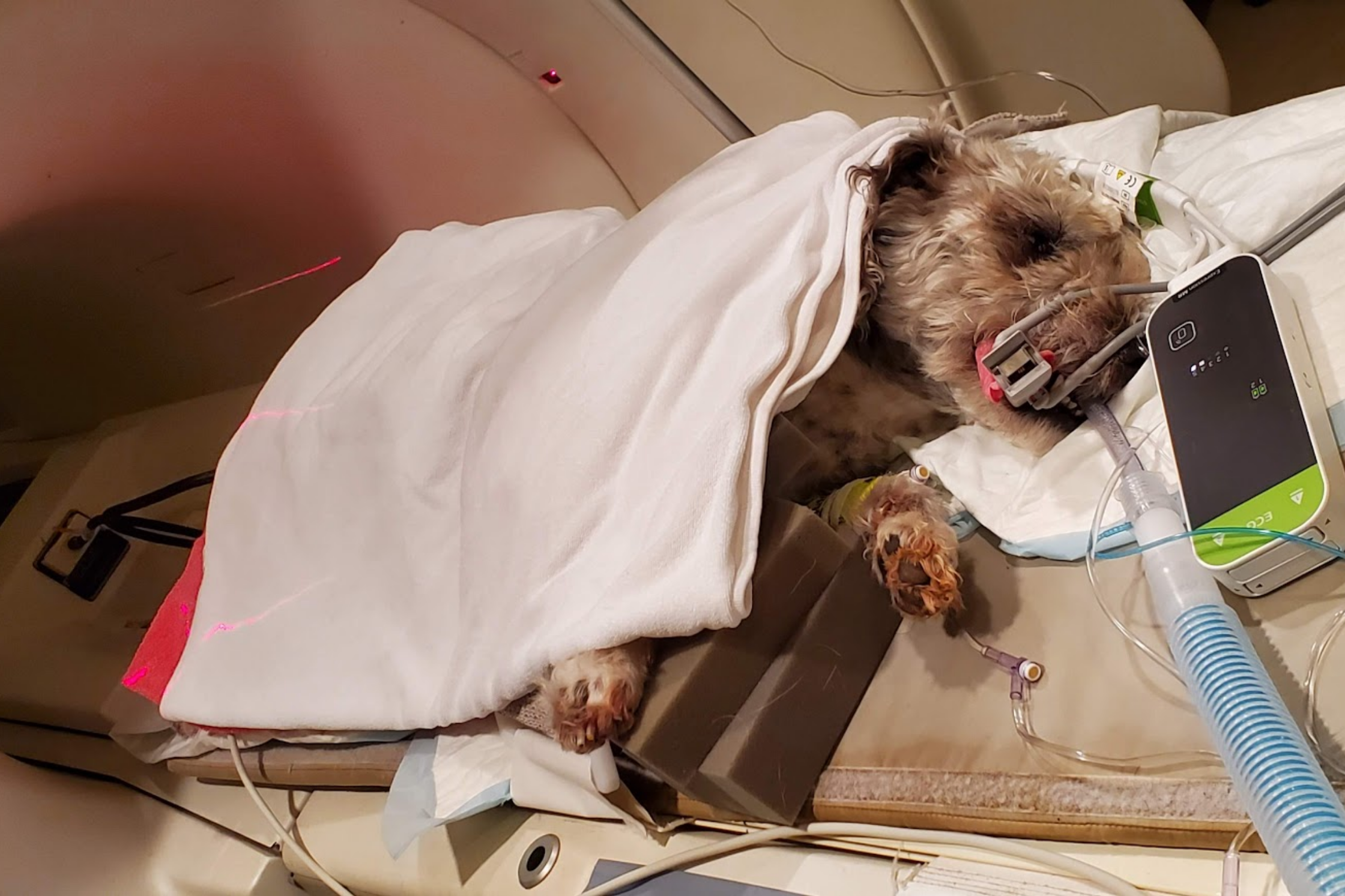 Dog undergoing MRI imaging while monitored under anesthesia at Sage Veterinary Imaging in Round Rock, Texas