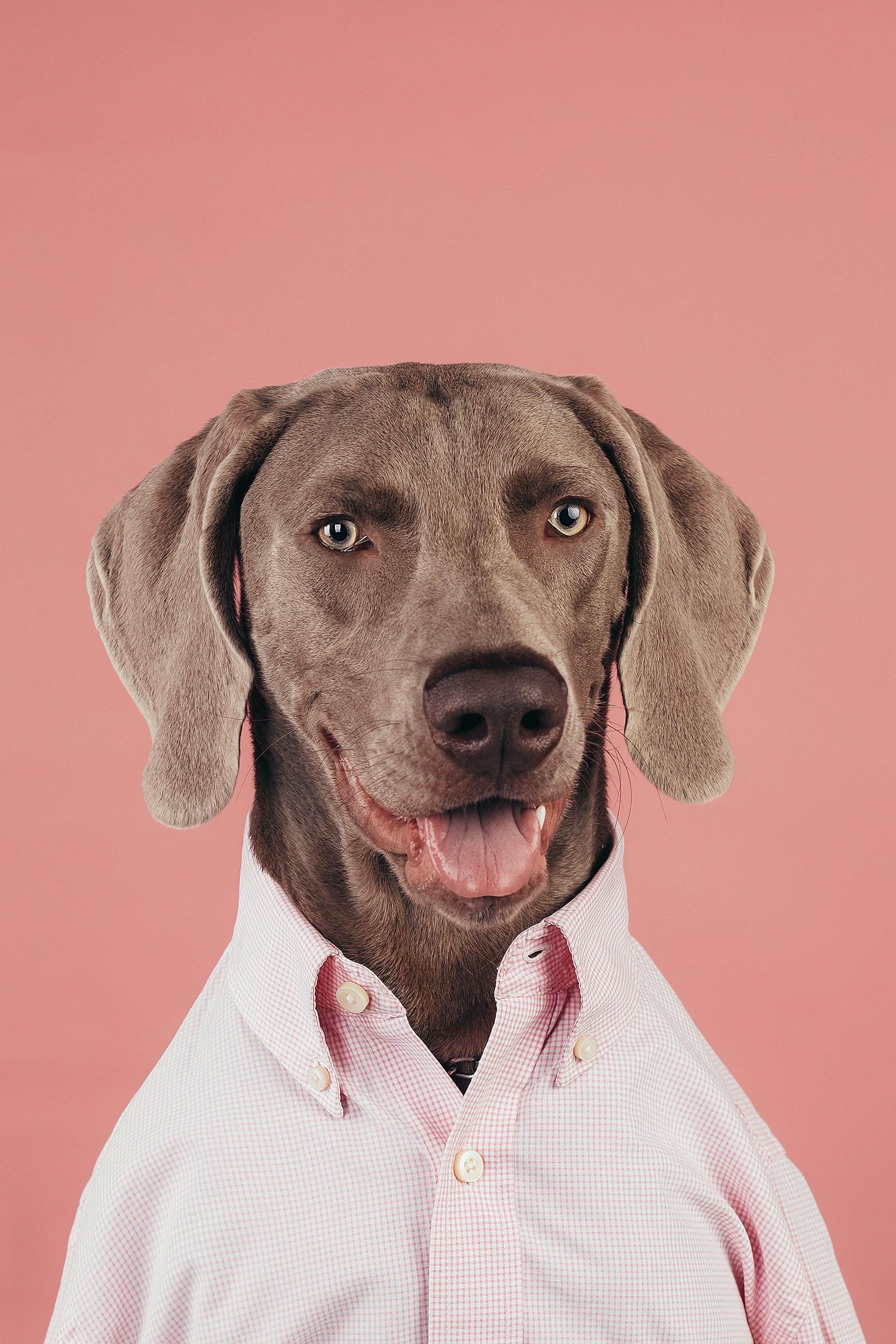 Dog wearing a button-up shirt looking directly at the camera against a pink background