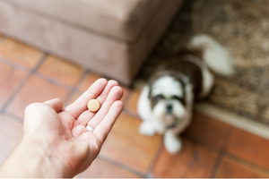 Picture of Epilepsy in Dogs: What Causes Seizures and How to Manage Them — Sage ...