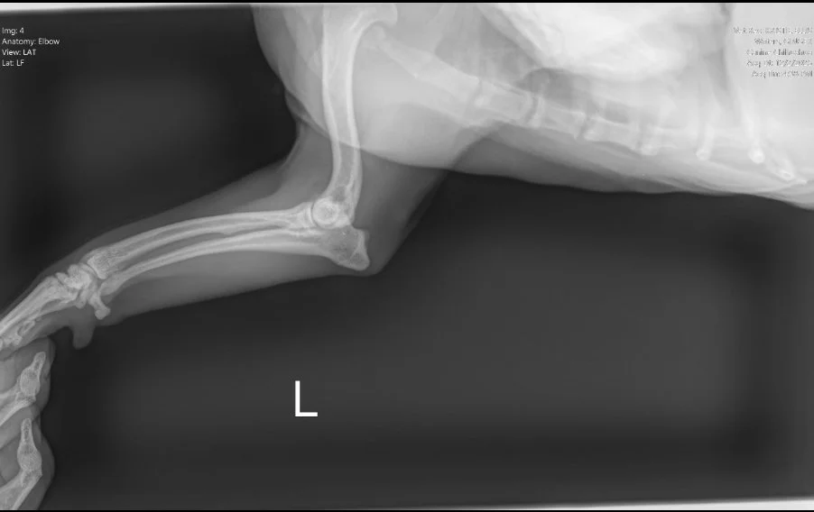 Lateral radiograph of the left elbow and antebrachium in a dog with no evidence of fracture or bone lysis