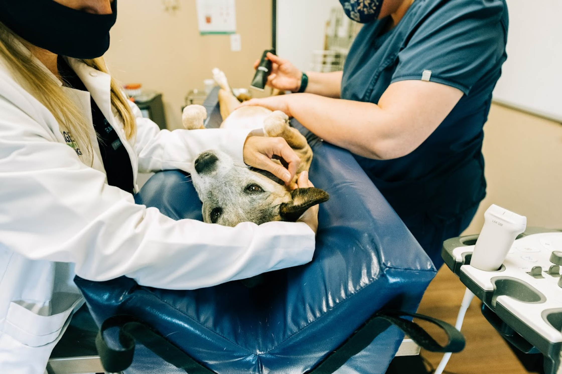Dog undergoing an ultrasound-guided veterinary imaging procedure at Sage Veterinary Imaging in Round Rock Texas.
