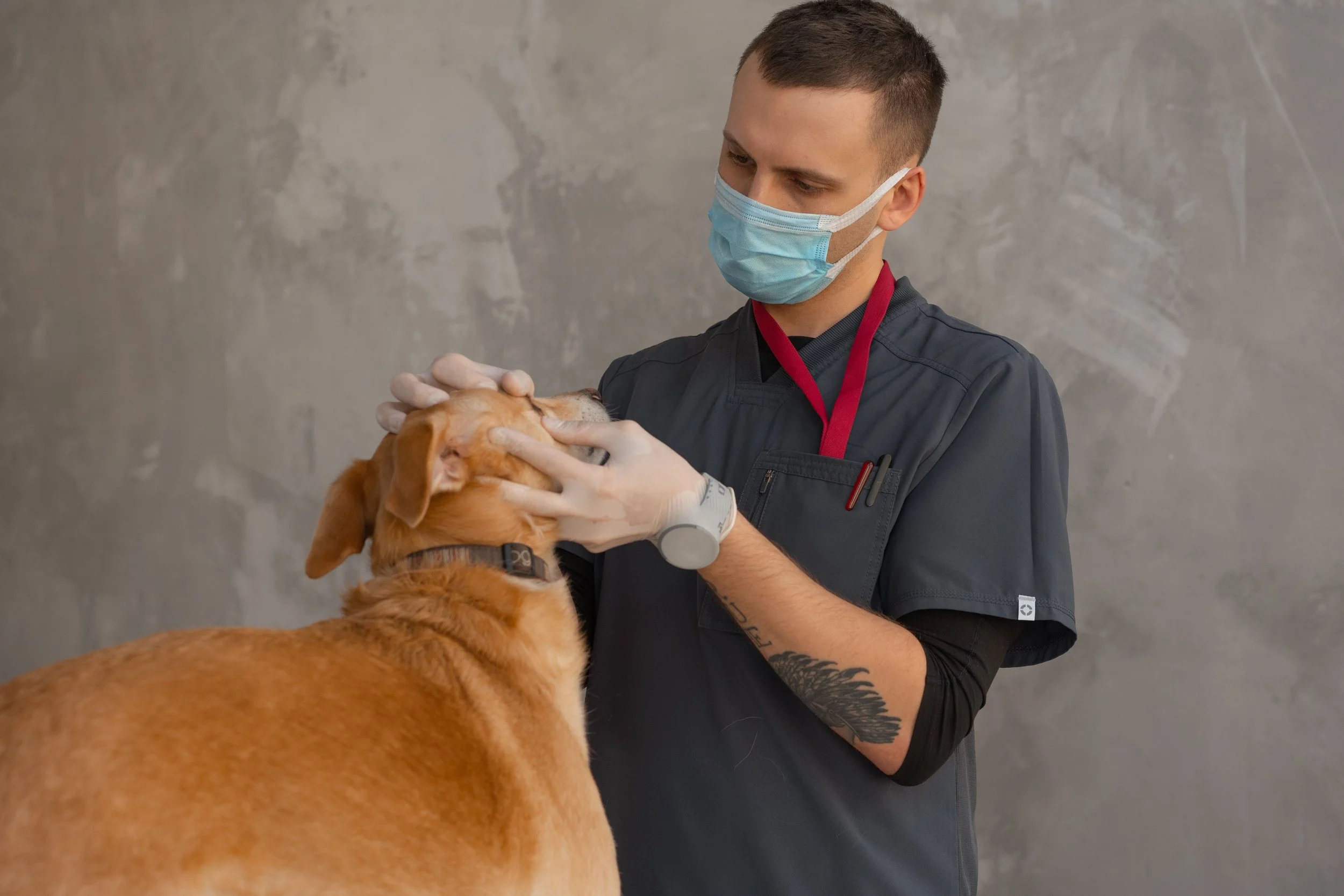 A Golden Retriever receiving a veterinary examination before advanced cancer imaging at Sage Veterinary Imaging in Sandy, Utah
