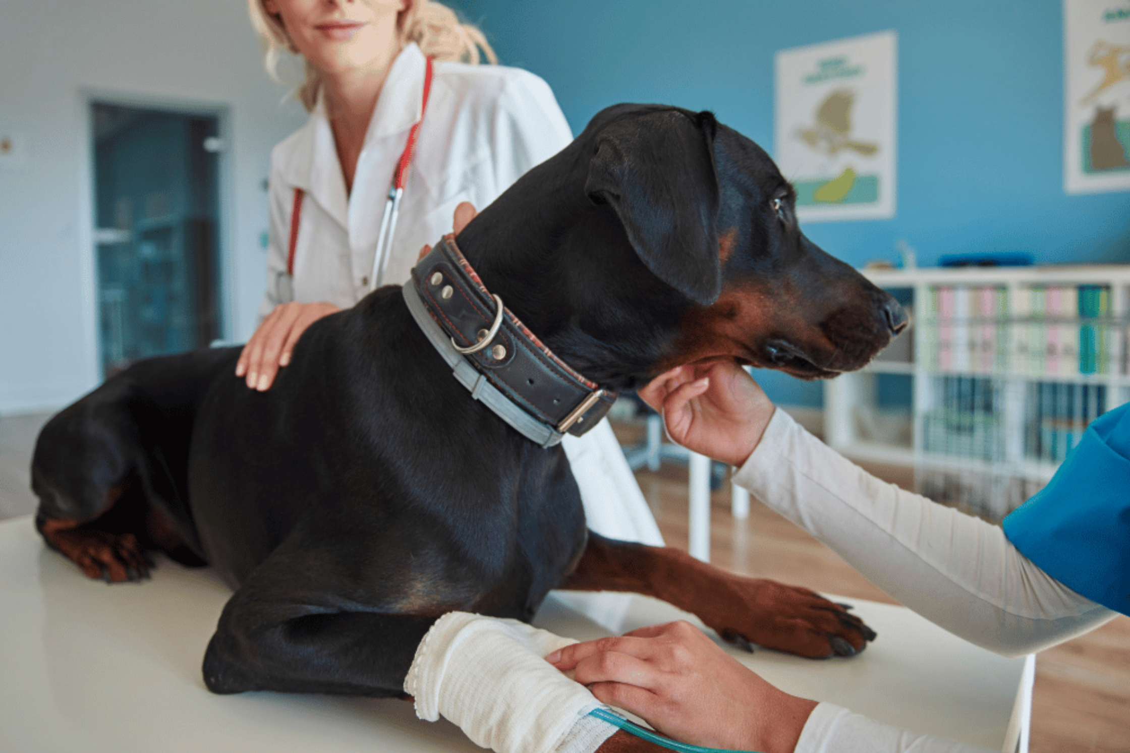Doberman at veterinary clinic being evaluated by two veterinarians for possible orthopedic or neurologic condition.