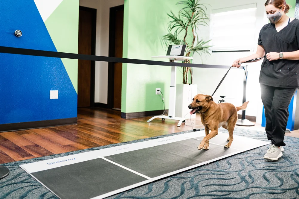 CCL Surgery in Dogs — Sage Veterinary Imaging Humanquality imaging