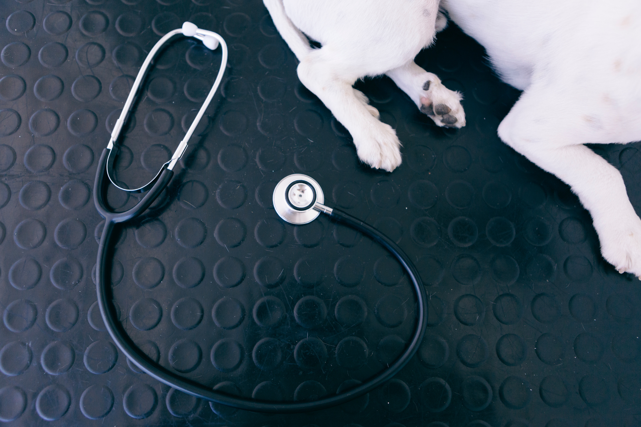 A pet receiving advanced diagnostic imaging at Sage Veterinary Imaging in Round Rock, Texas